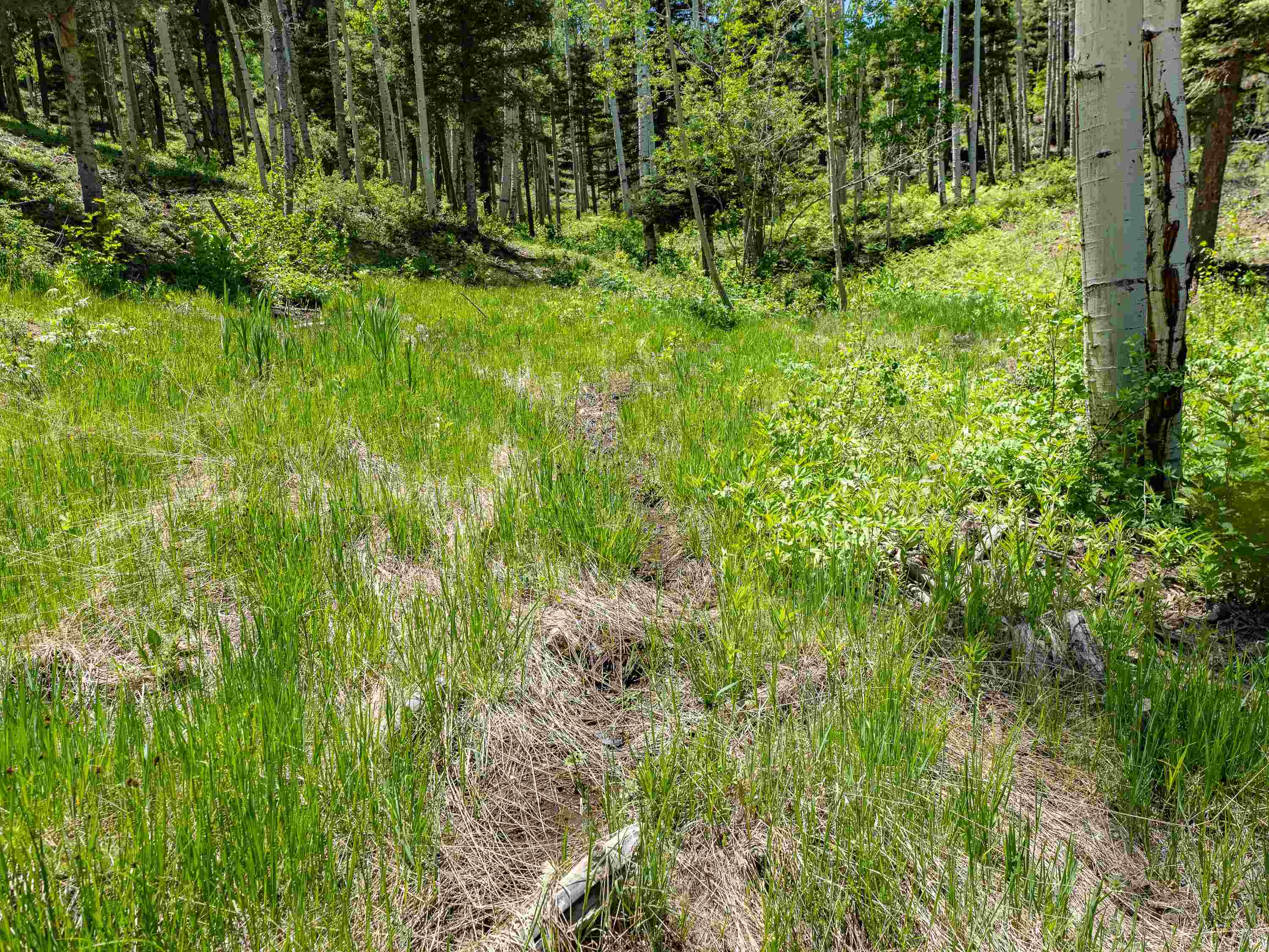 Angel Fire, New Mexico 87710, United States, ,Land,Active,163445