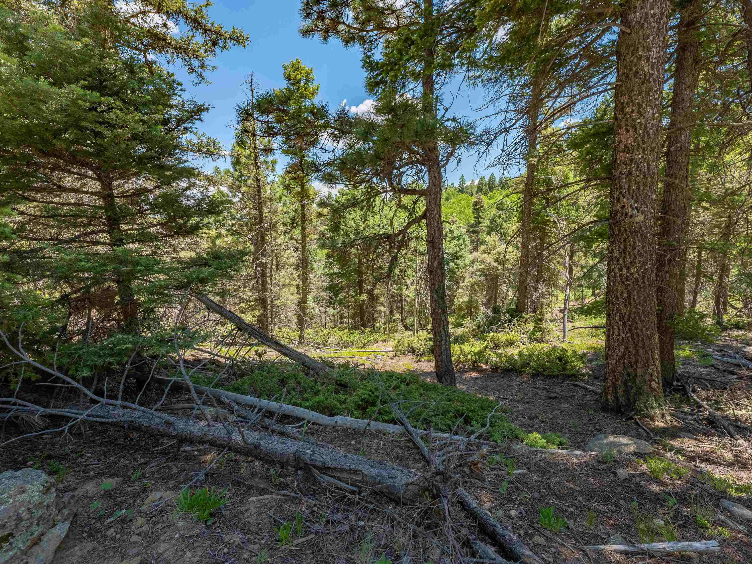 Angel Fire, New Mexico 87710, United States, ,Land,Active,163445