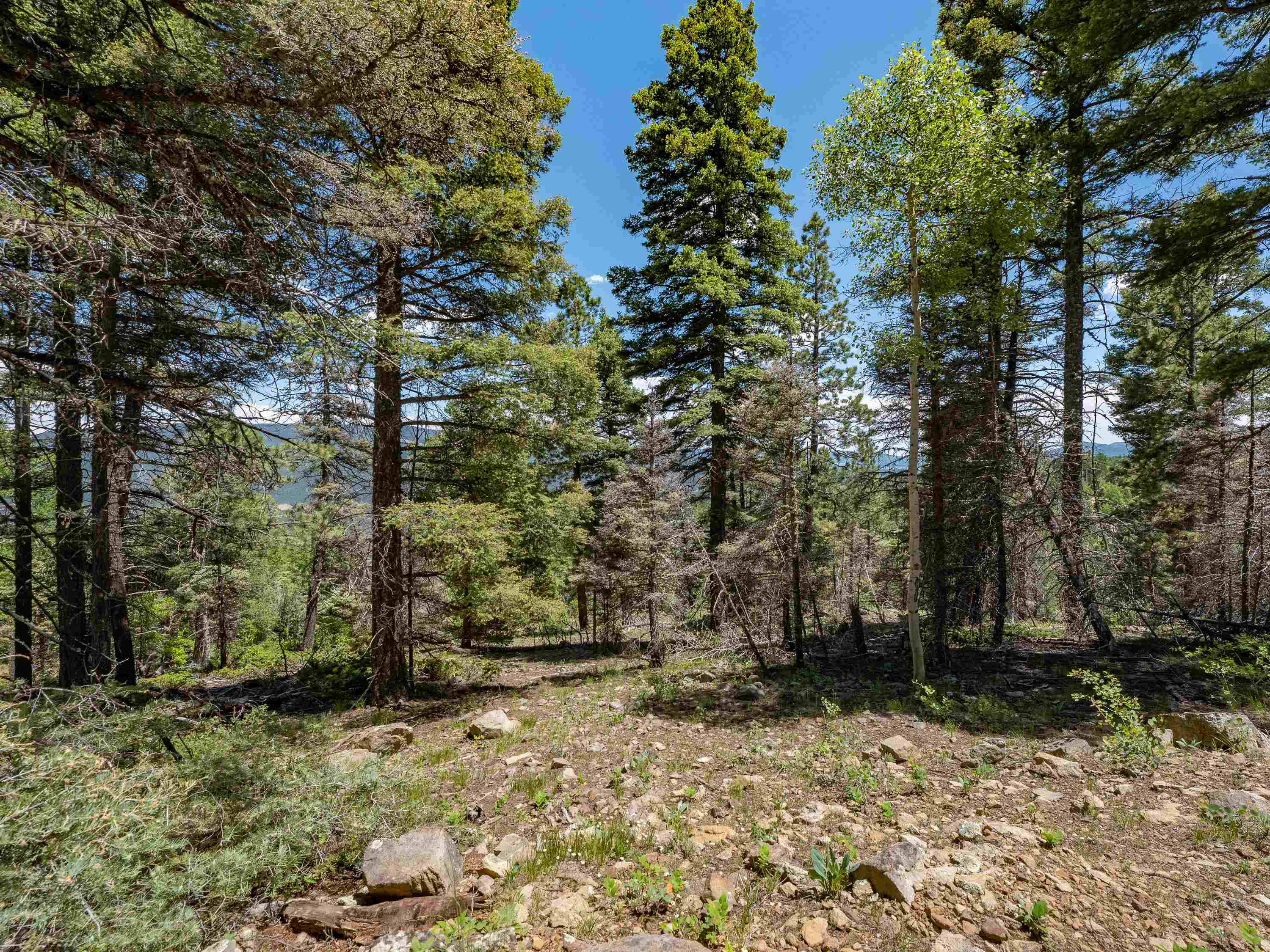 Angel Fire, New Mexico 87710, United States, ,Land,Active,163445