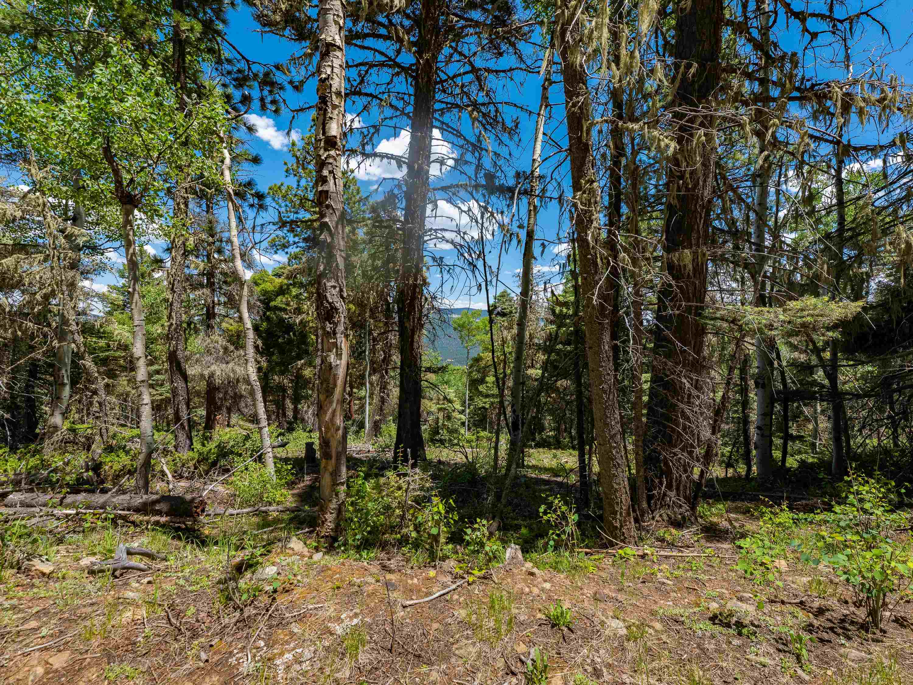 Angel Fire, New Mexico 87710, United States, ,Land,Active,163445