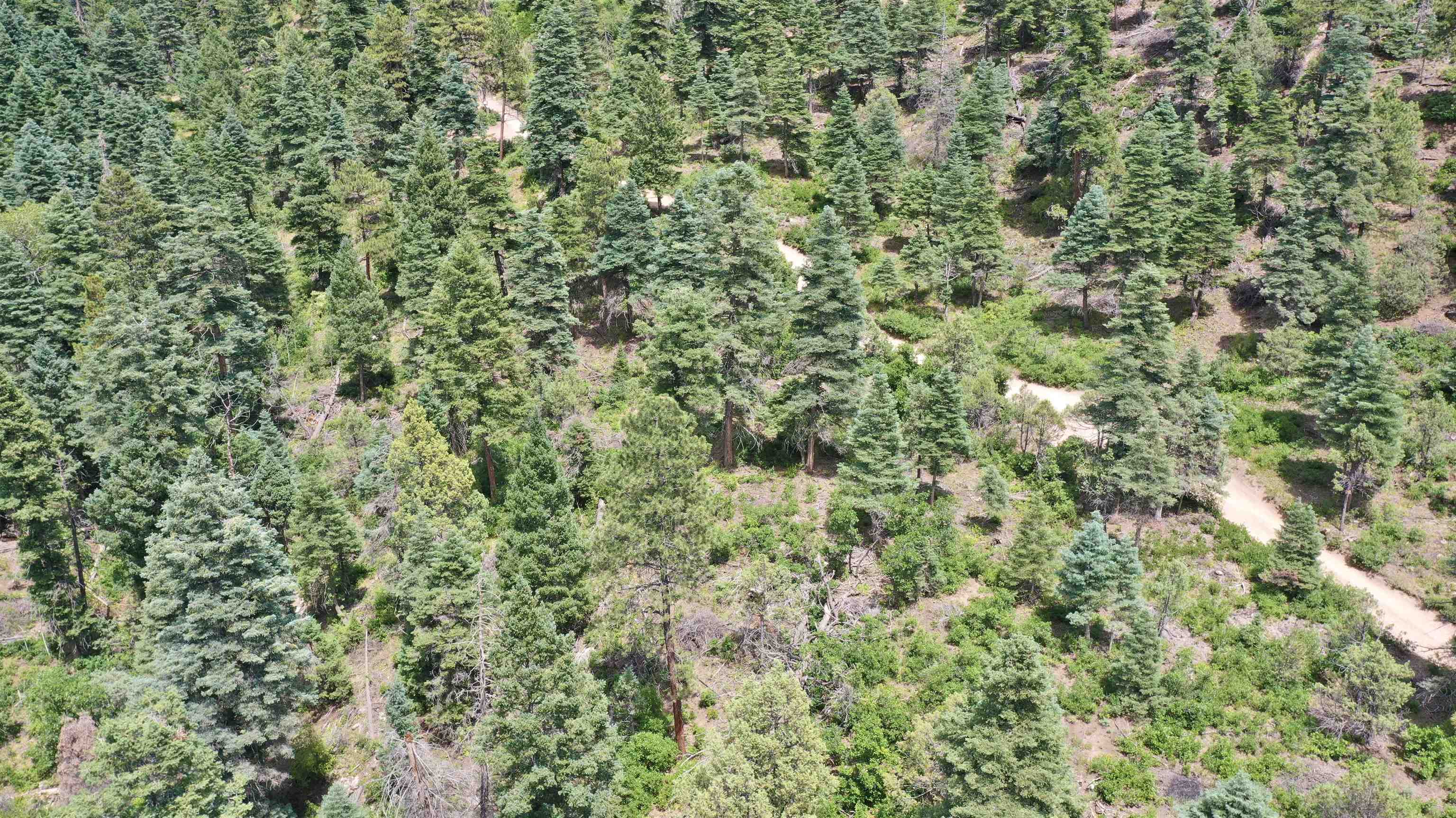 End Of El Salto Road, Arroyo Seco, New Mexico image 9