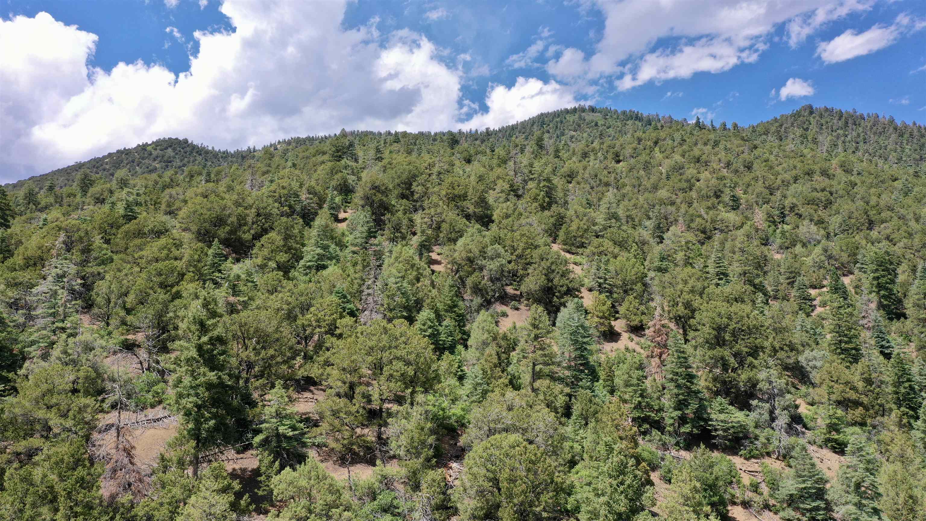 End Of El Salto Road, Arroyo Seco, New Mexico image 14