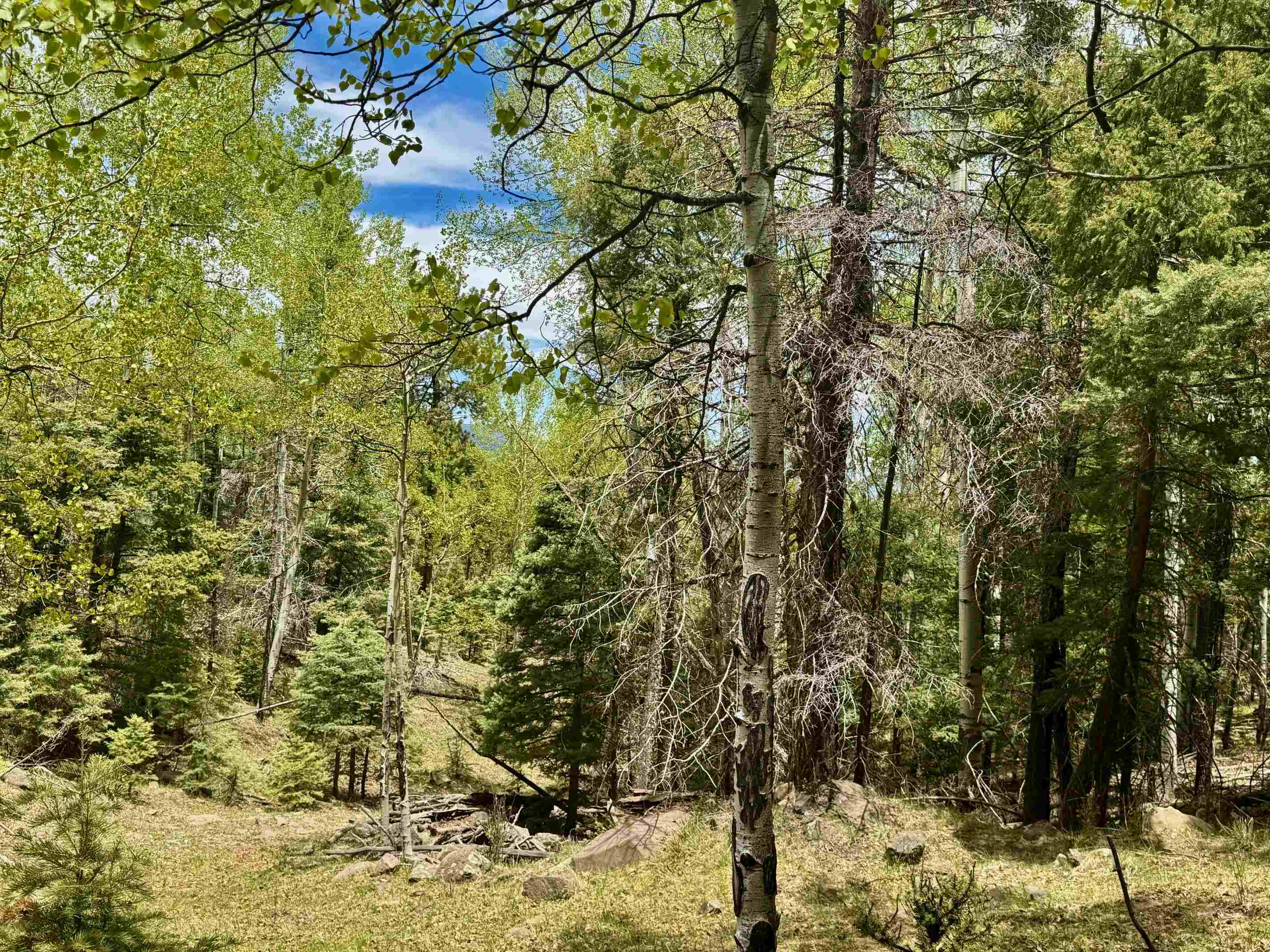 Lot 455 El Camino Real, Angel Fire, New Mexico image 7
