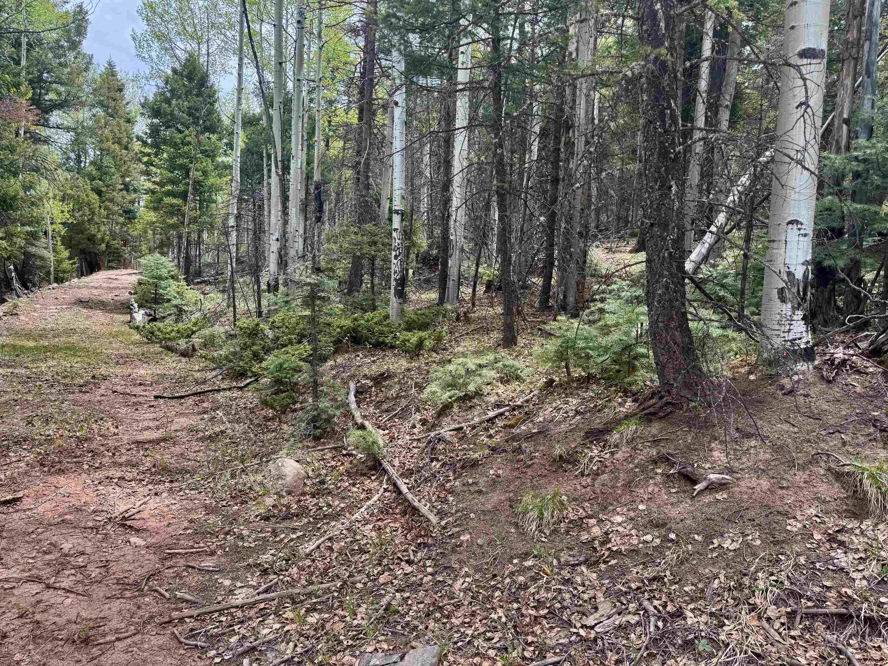 Lot 455 El Camino Real, Angel Fire, New Mexico image 13