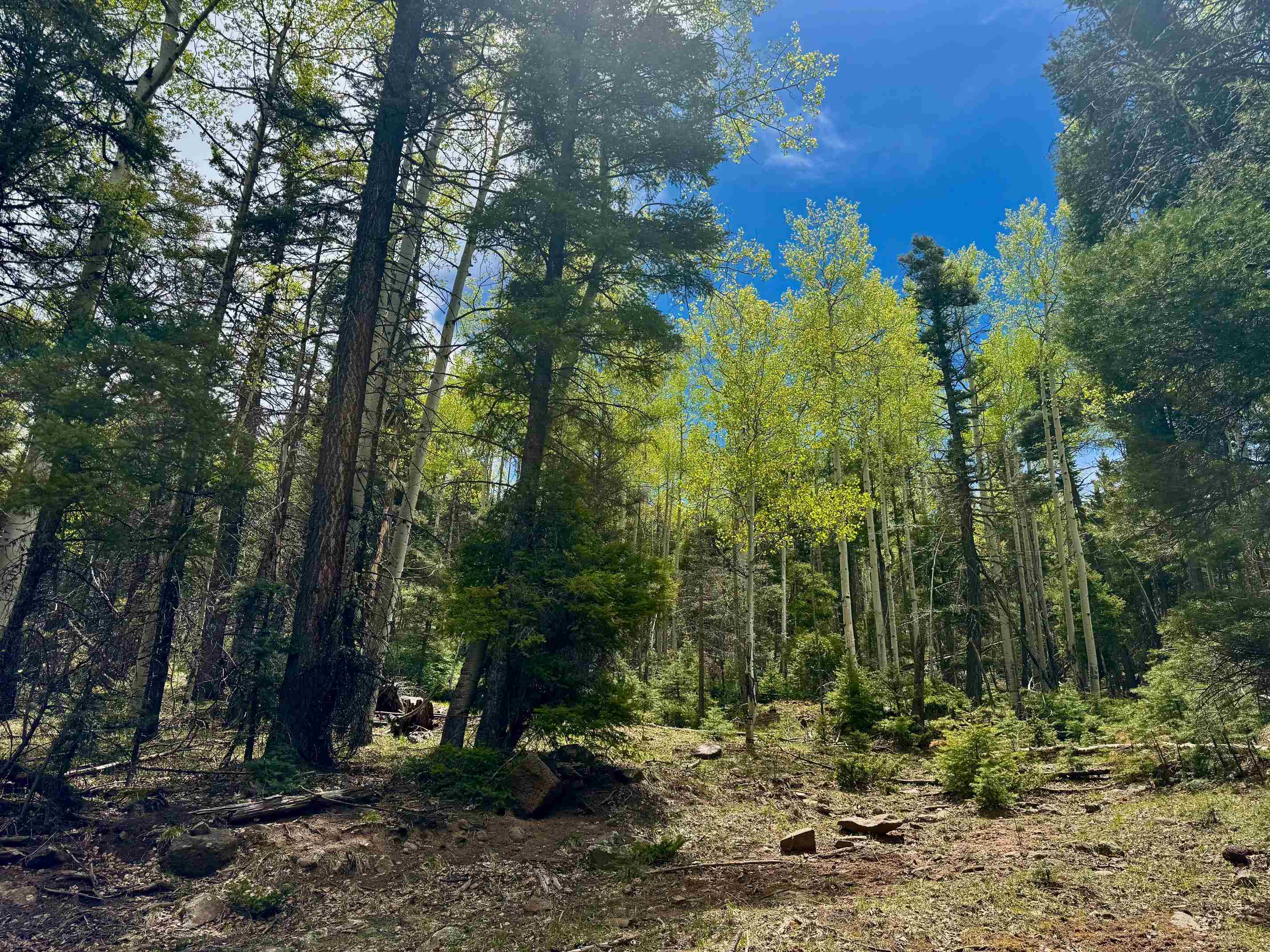 Lot 455 El Camino Real, Angel Fire, New Mexico image 1