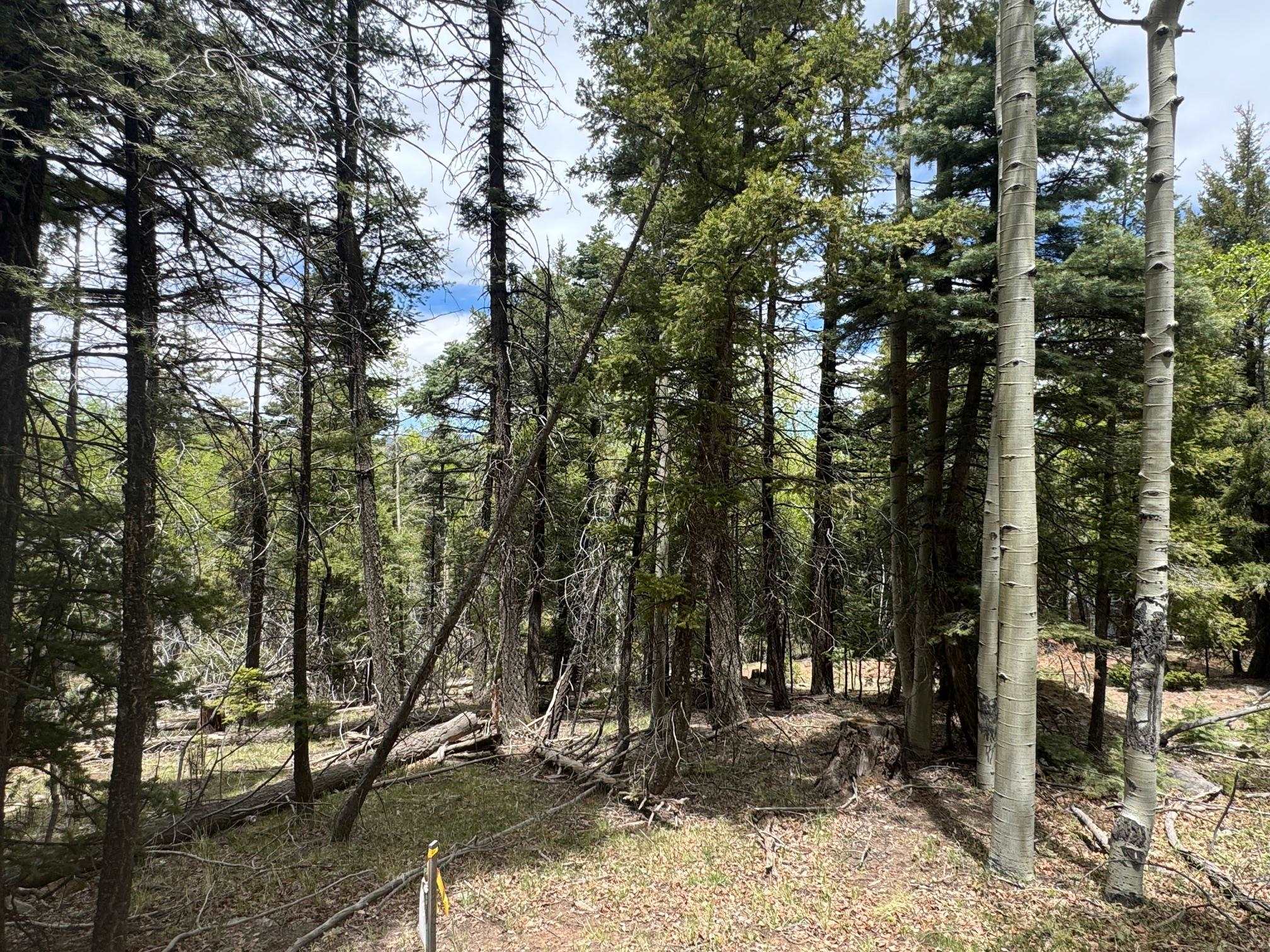 Lot 455 El Camino Real, Angel Fire, New Mexico image 9