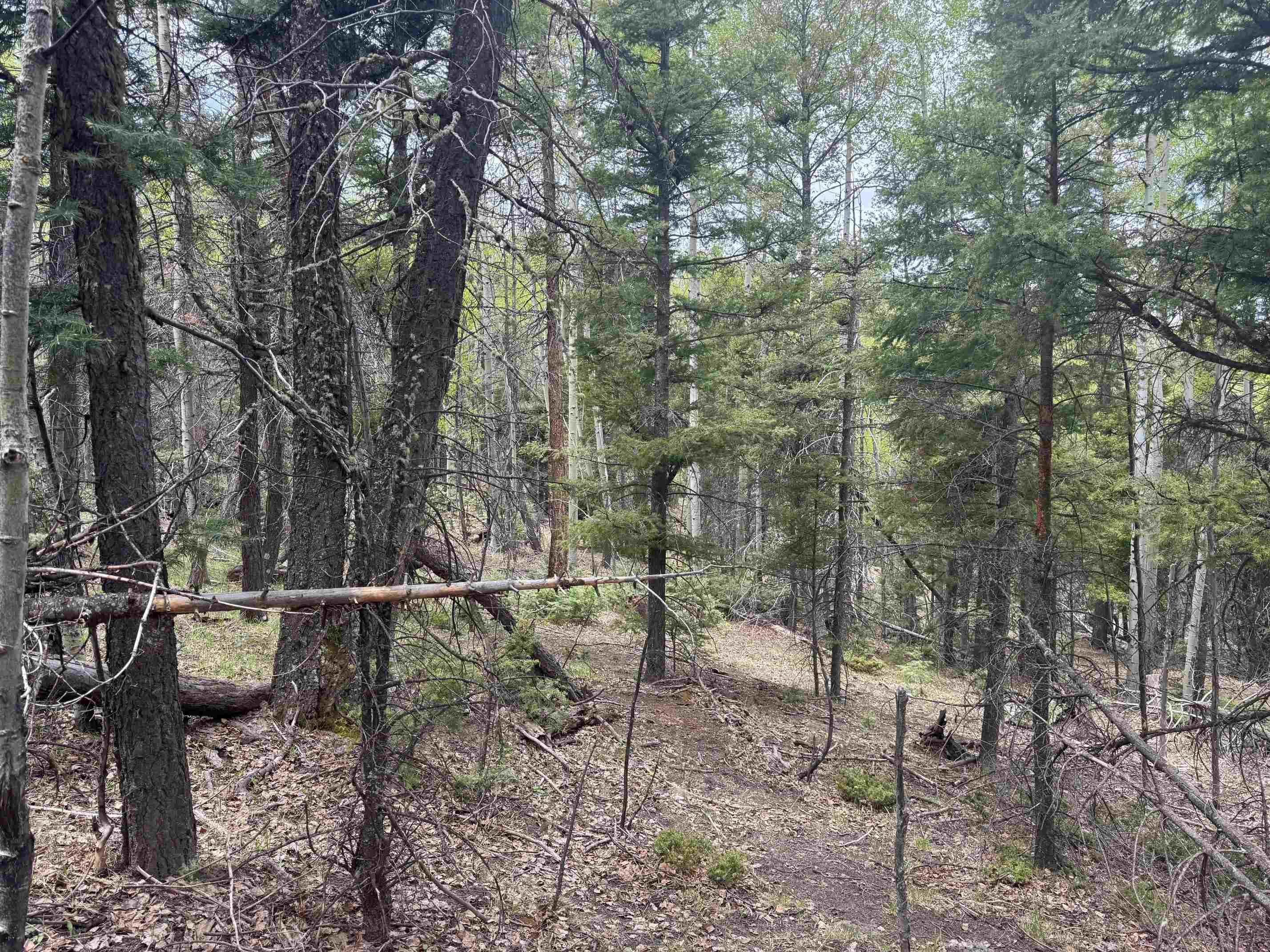 Lot 455 El Camino Real, Angel Fire, New Mexico image 5