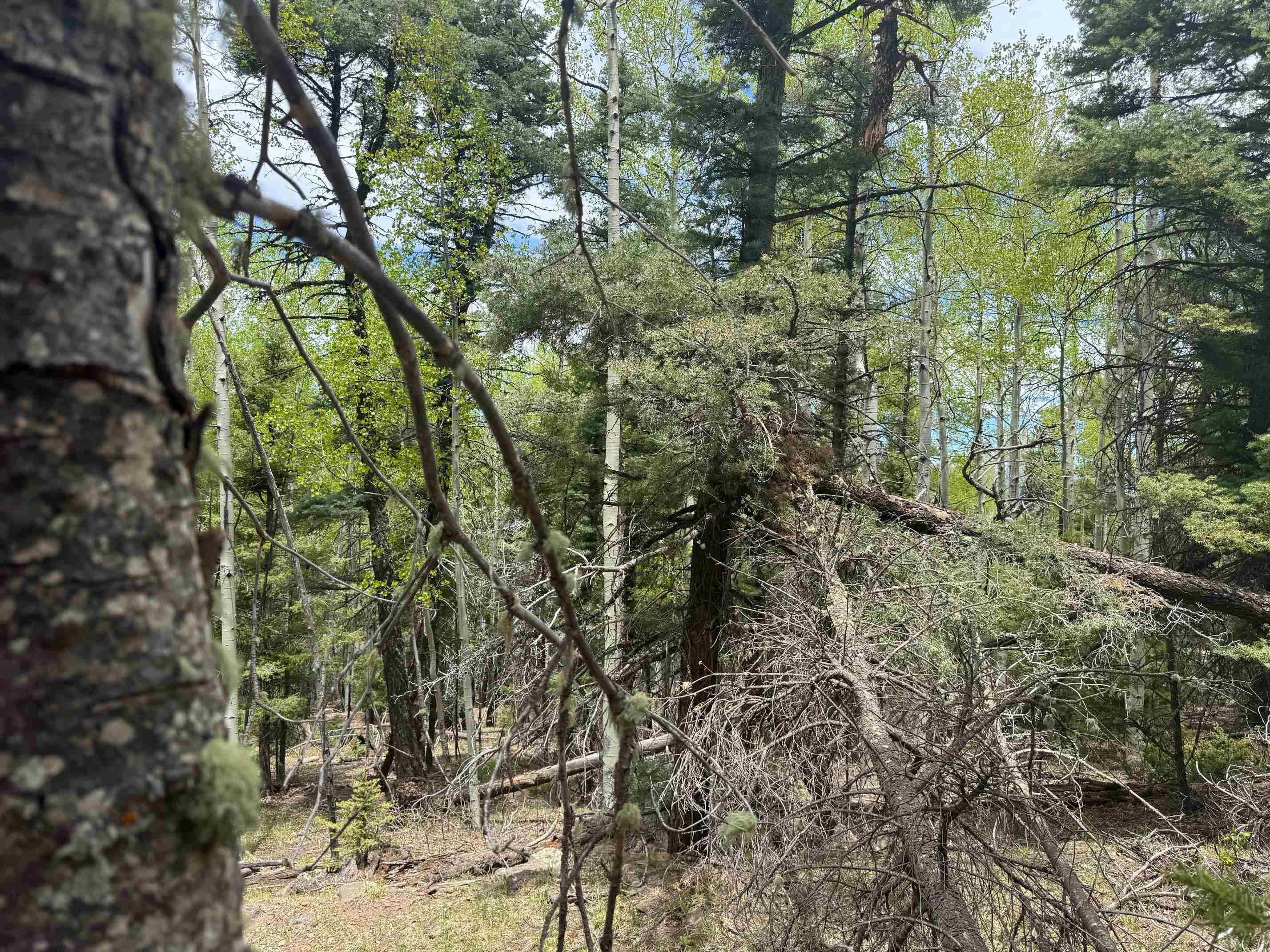 Lot 455 El Camino Real, Angel Fire, New Mexico image 8