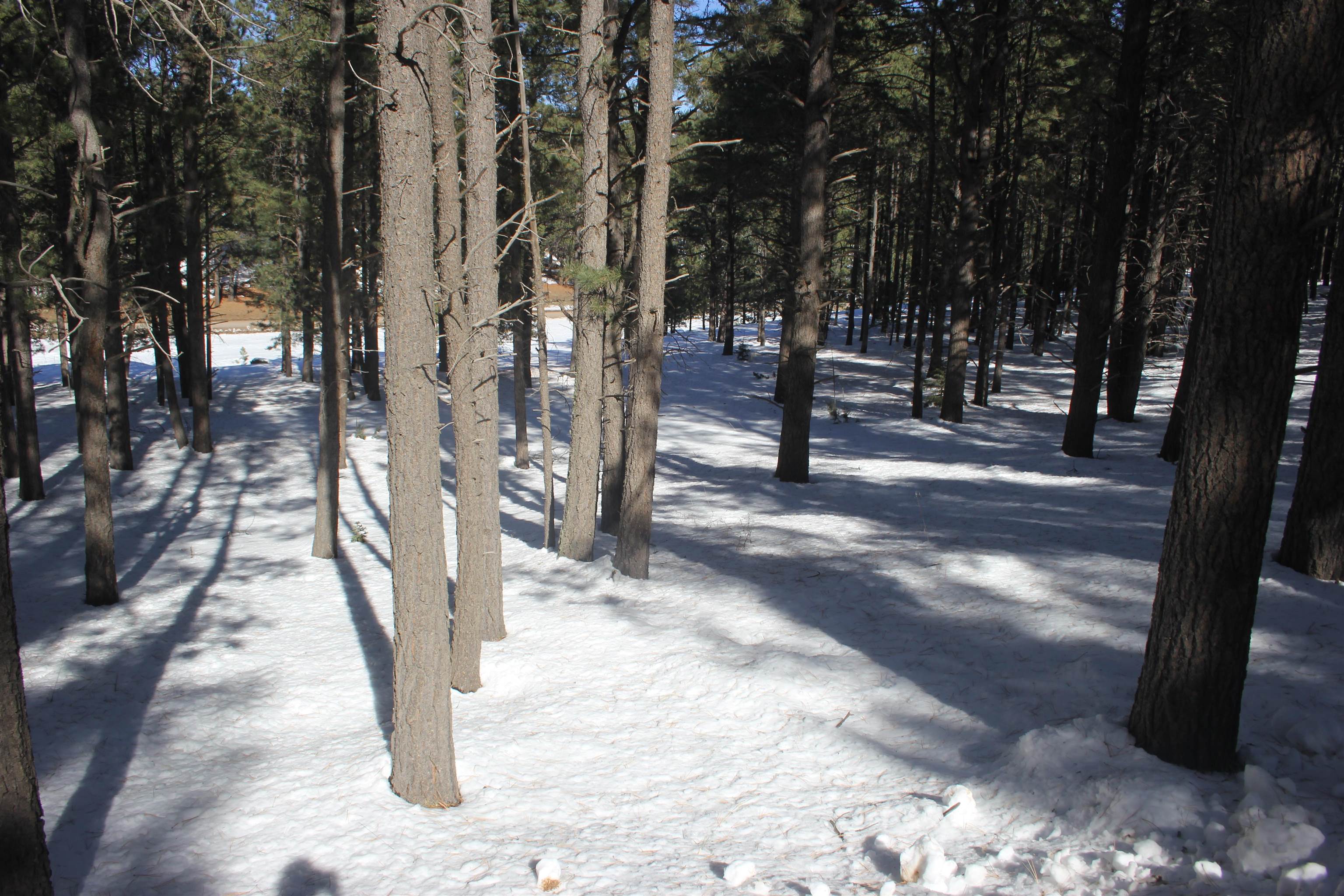 Lot 608 Via Del Rey, Angel Fire, New Mexico image 1