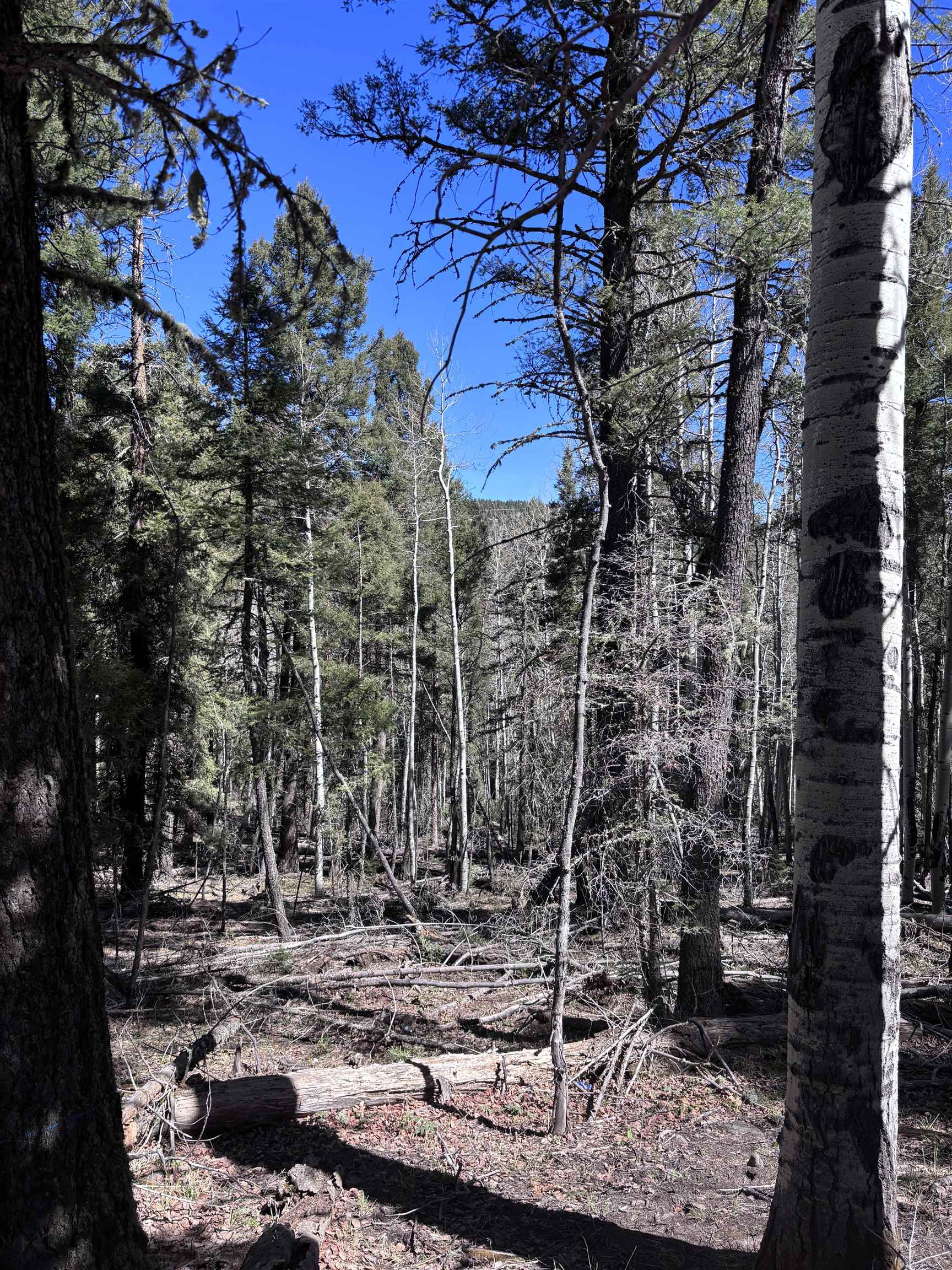 Lot 832 Via Del Rey, Angel Fire, New Mexico image 8
