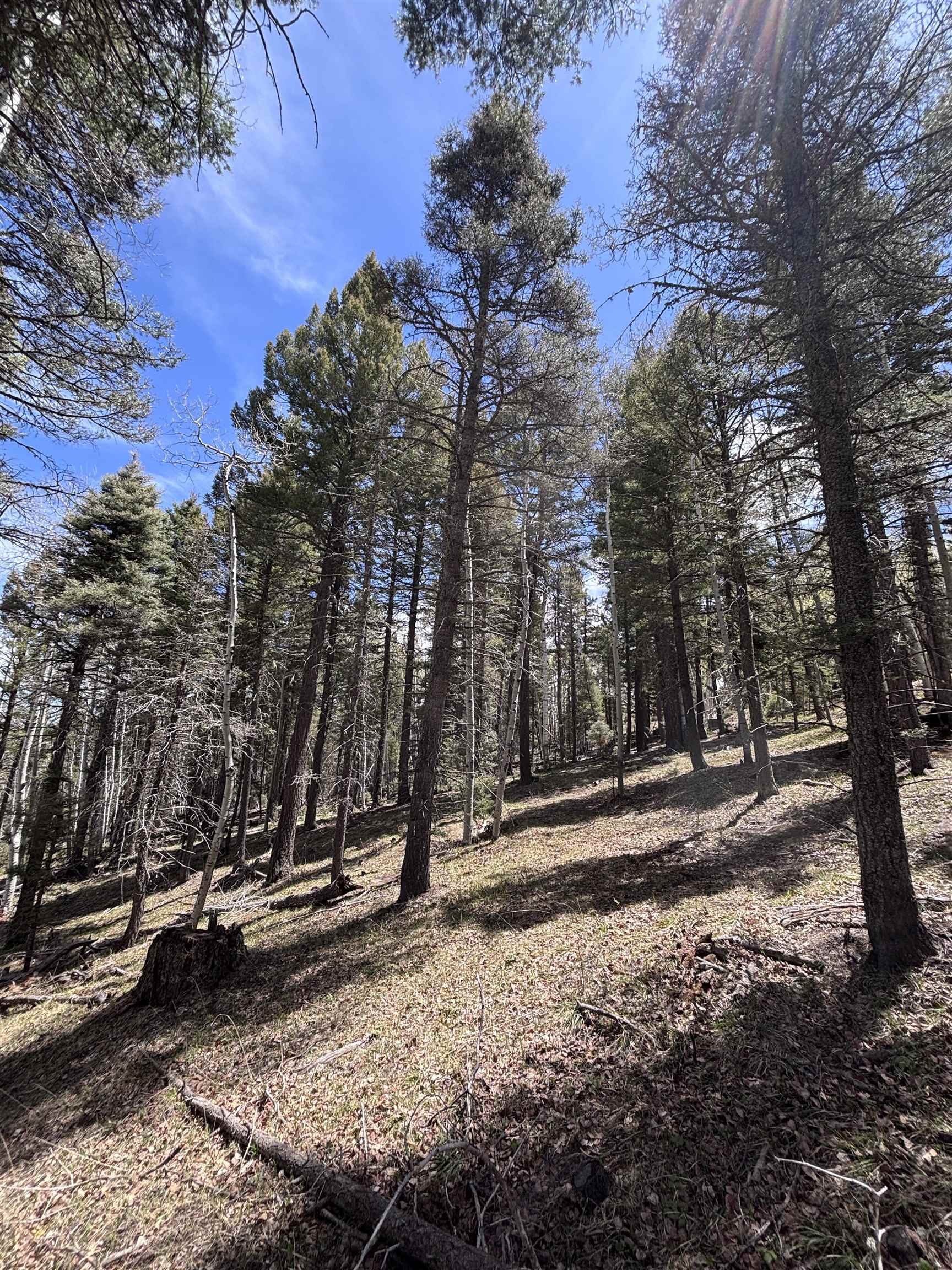 Lot 832 Via Del Rey, Angel Fire, New Mexico image 3