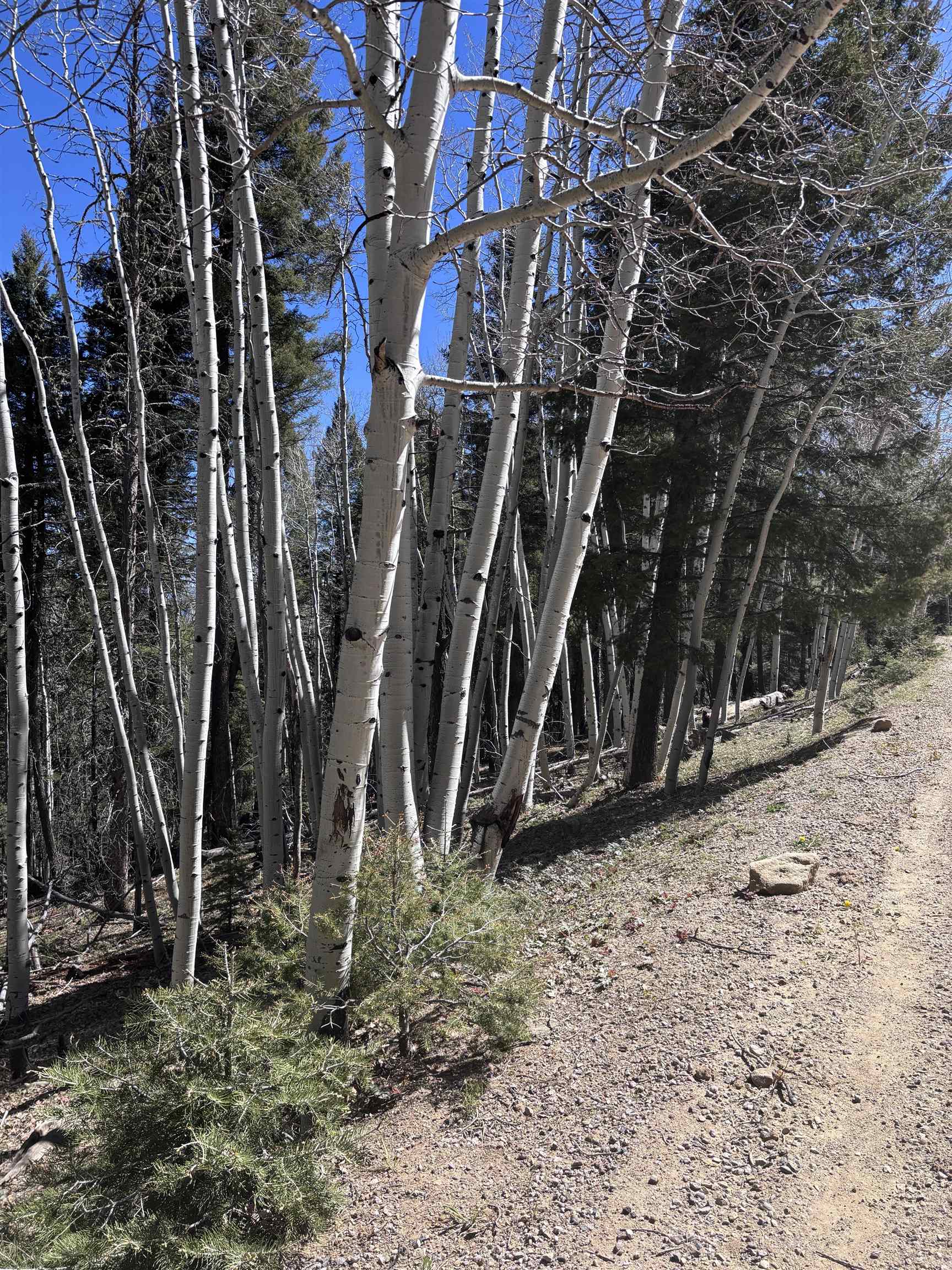 Lot 832 Via Del Rey, Angel Fire, New Mexico image 10