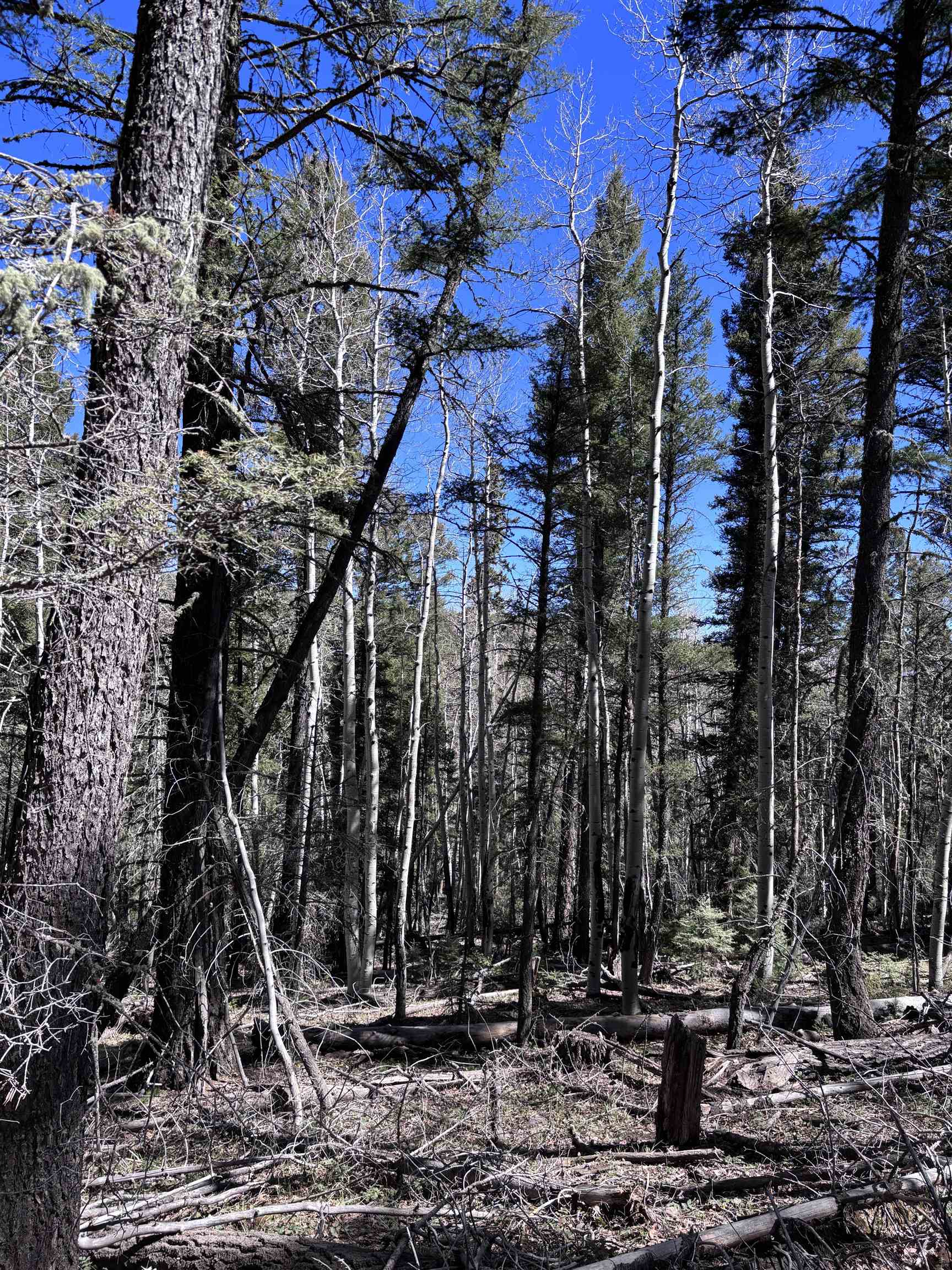 Lot 832 Via Del Rey, Angel Fire, New Mexico image 7