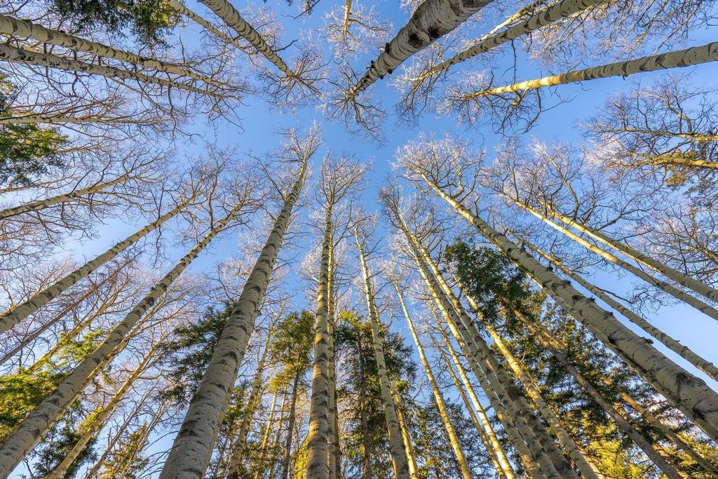 Photo of Lot 64 Mertz Place, Angel Fire, NM 87710 (MLS # 111240)