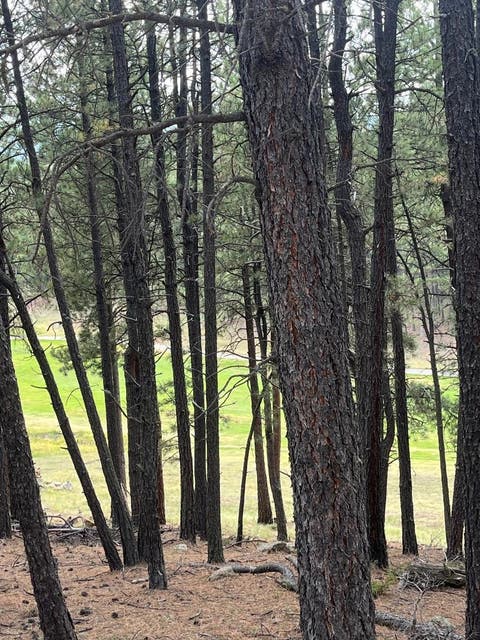 Vacant Land For Sale - 55 Champions Terrace<br/> Angel Fire, NM 87710