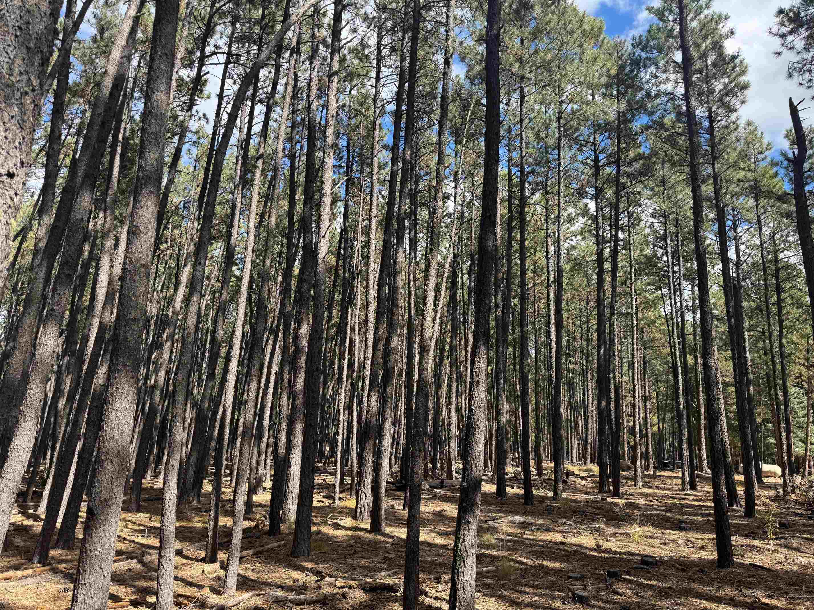 Lot 929 Alamosa Terrace