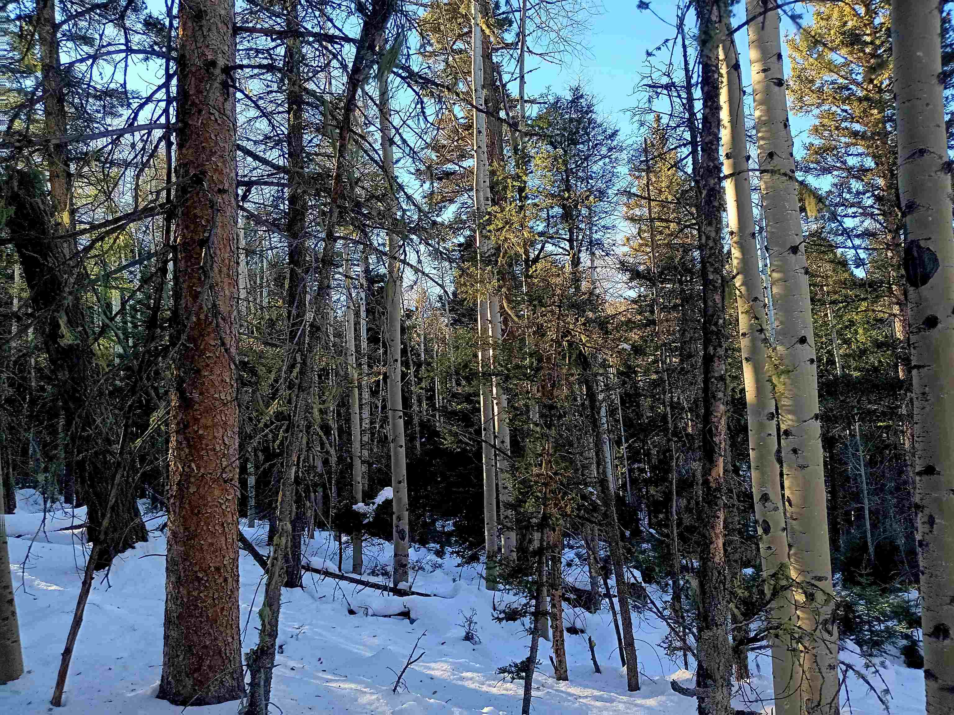 Lot 722 Santo Domingo Trail, Angel Fire, New Mexico image 2