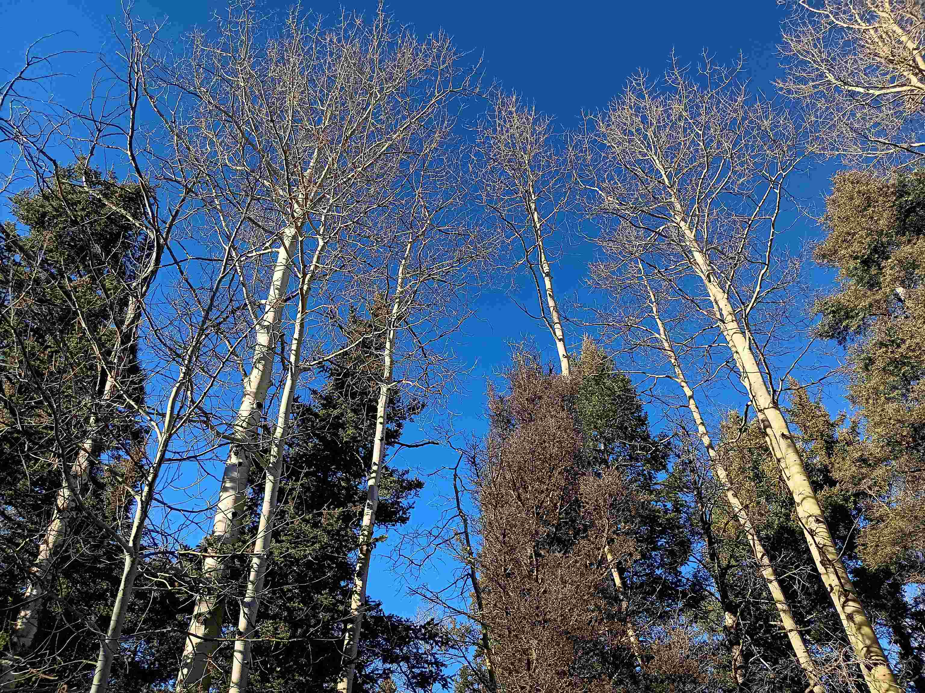 Lot 722 Santo Domingo Trail, Angel Fire, New Mexico image 1