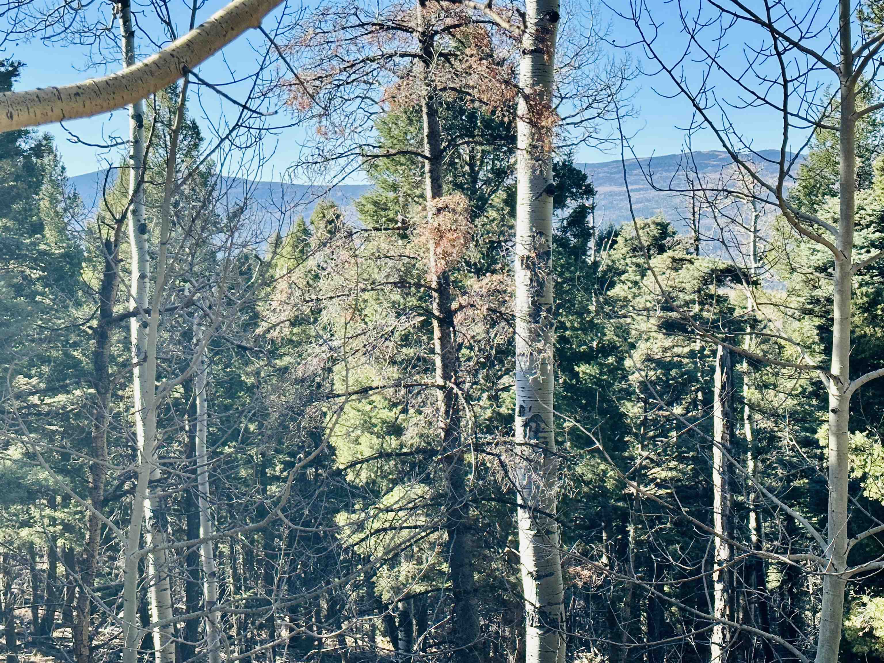 Lot 1142A Panorama Way, Angel Fire, New Mexico image 4