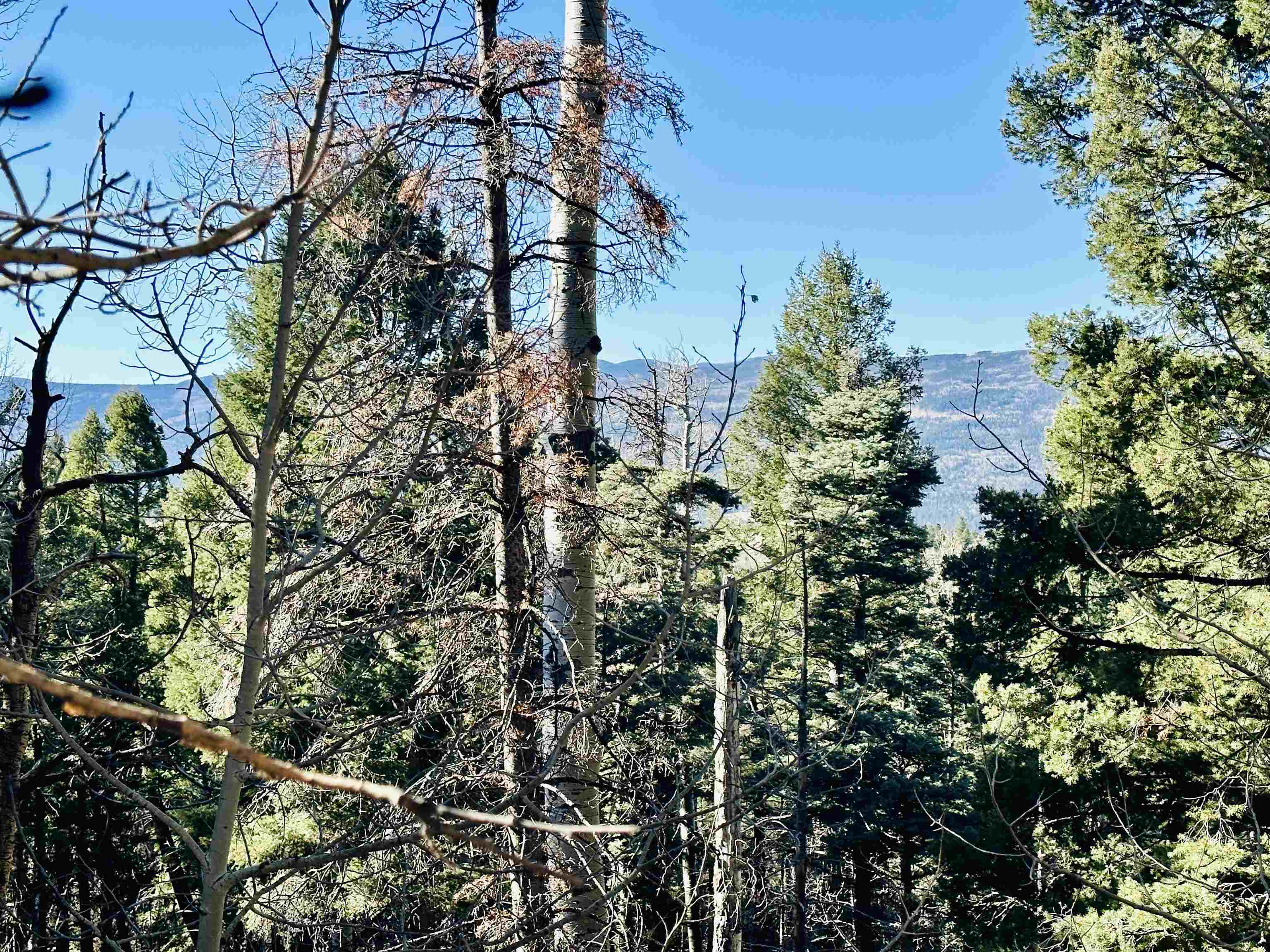 Lot 1142A Panorama Way, Angel Fire, New Mexico image 5
