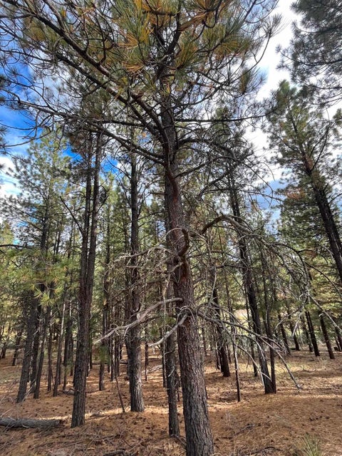 Vacant Land For Sale - 4 Alta Rd<br/> Angel Fire, NM 87710