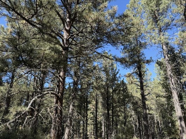 Lot 864 Conchas Drive