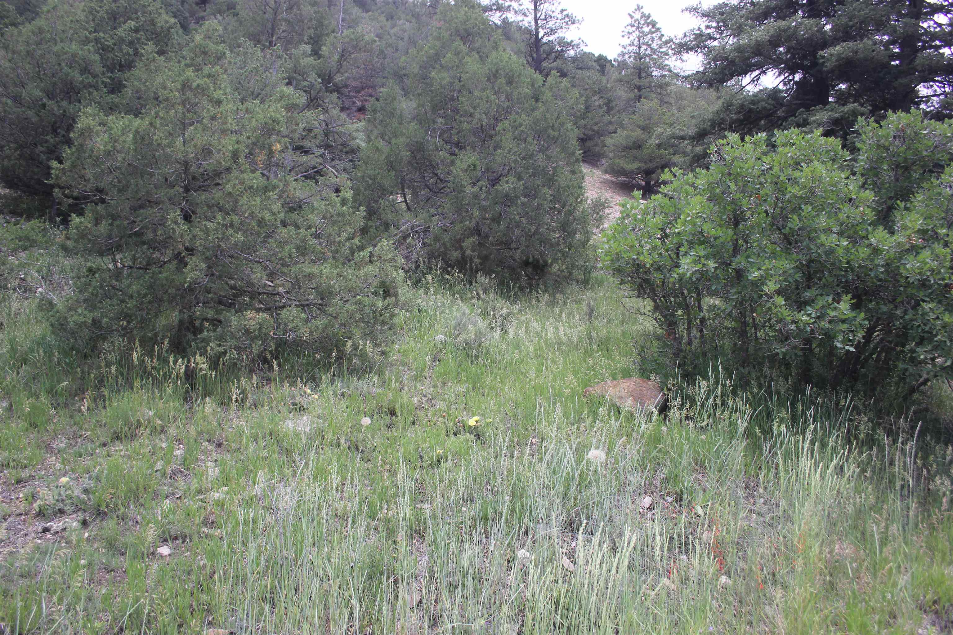 5 Acres Cabresto Canyon, Questa, New Mexico image 2