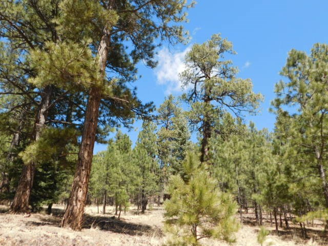 Lot 12 Sawmill Way Loggers Ridge, Angel Fire, New Mexico image 2