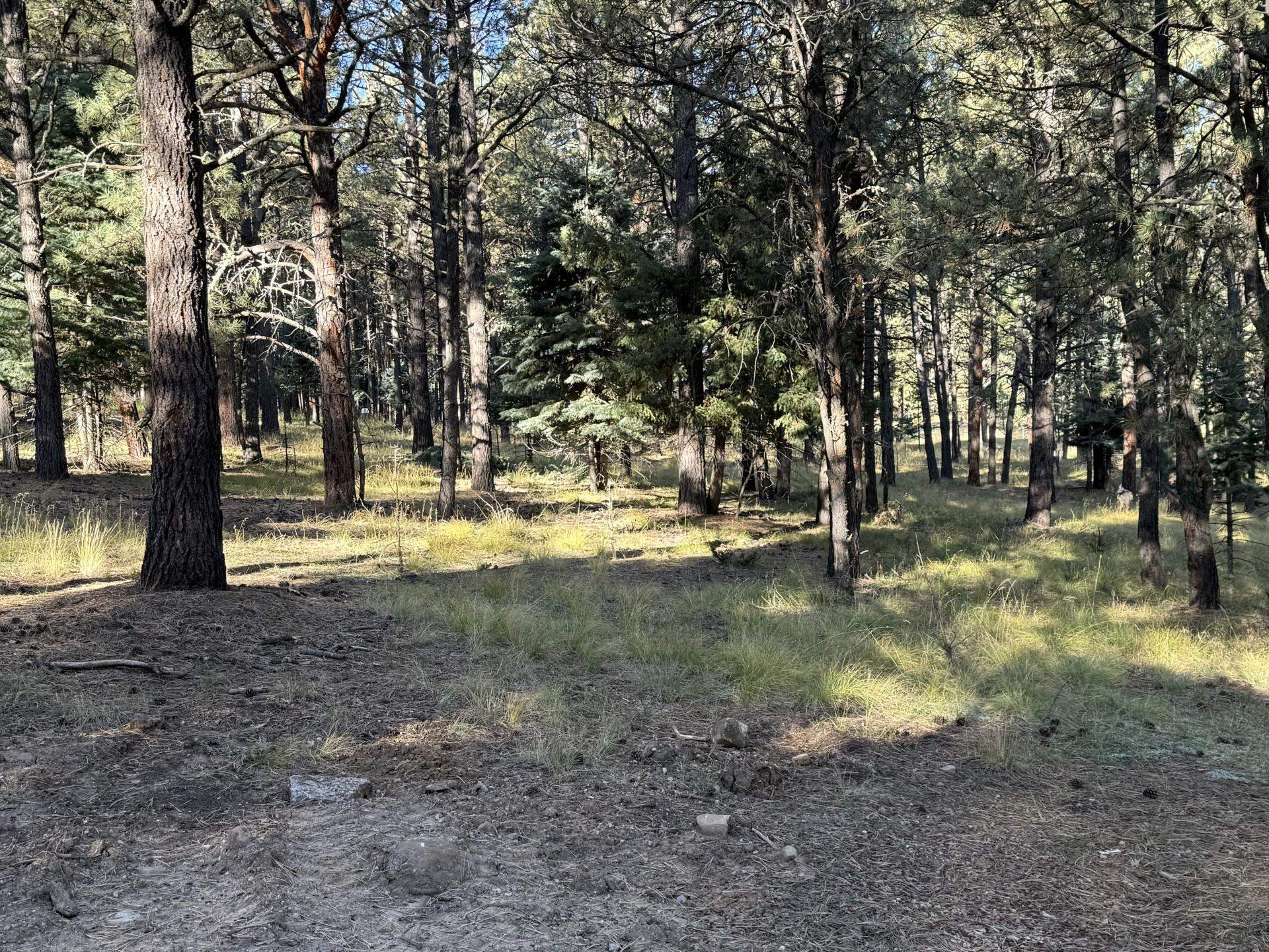 Lot 884 Las Palomas