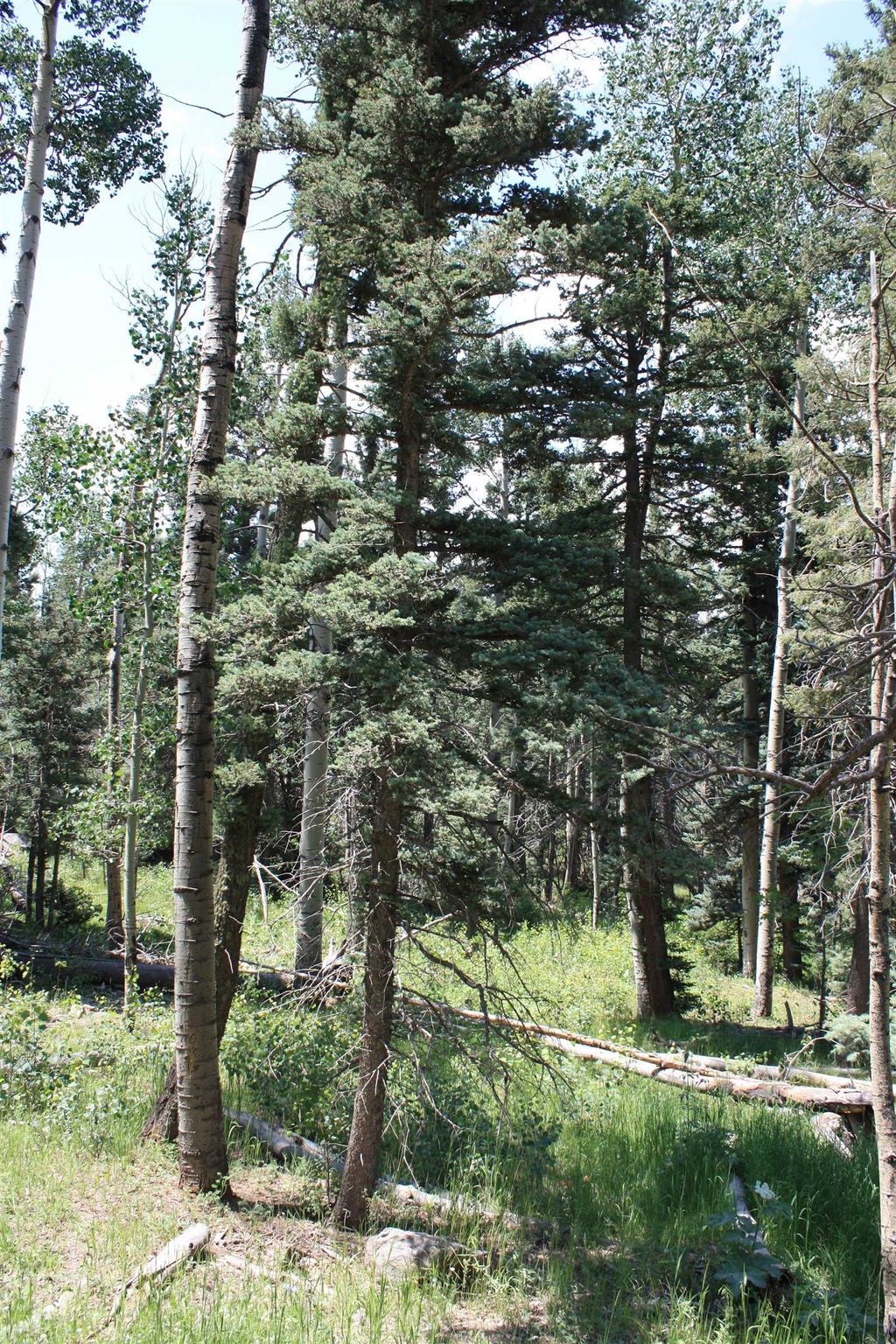 Photo of El Camino Real, Angel Fire, NM 87710 (MLS # 113695)