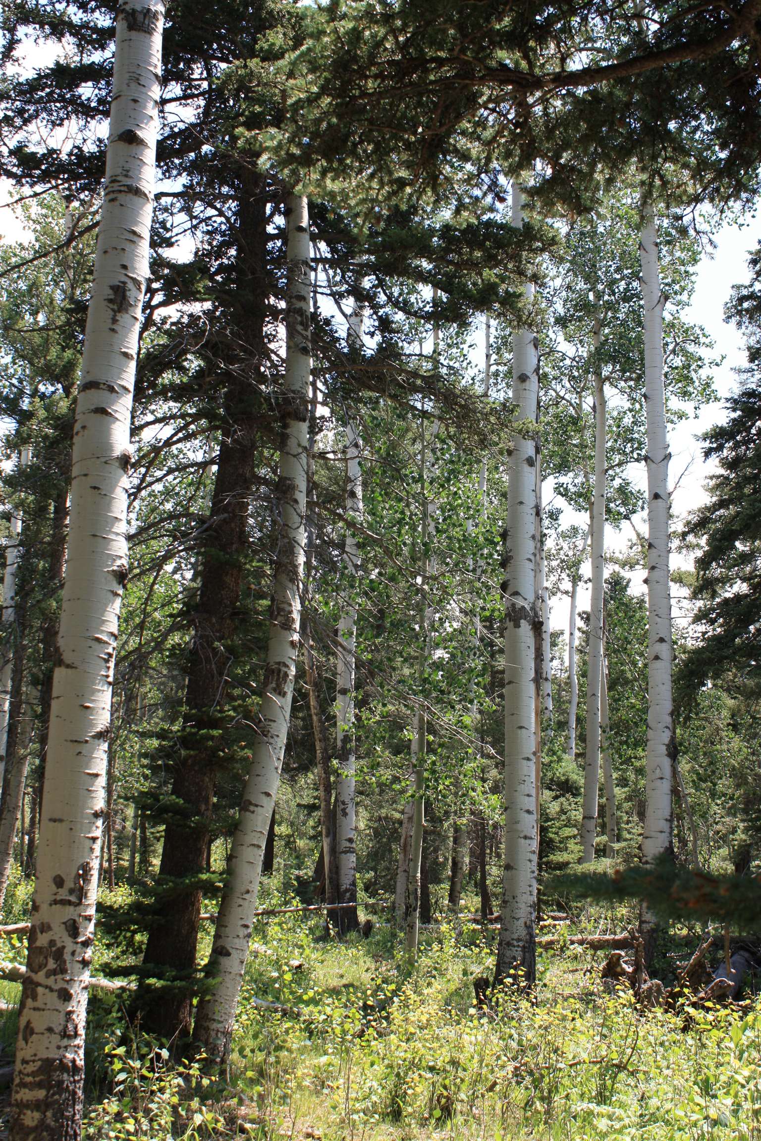 Angel Fire, New Mexico 87710, United States, ,Land,Active,170658