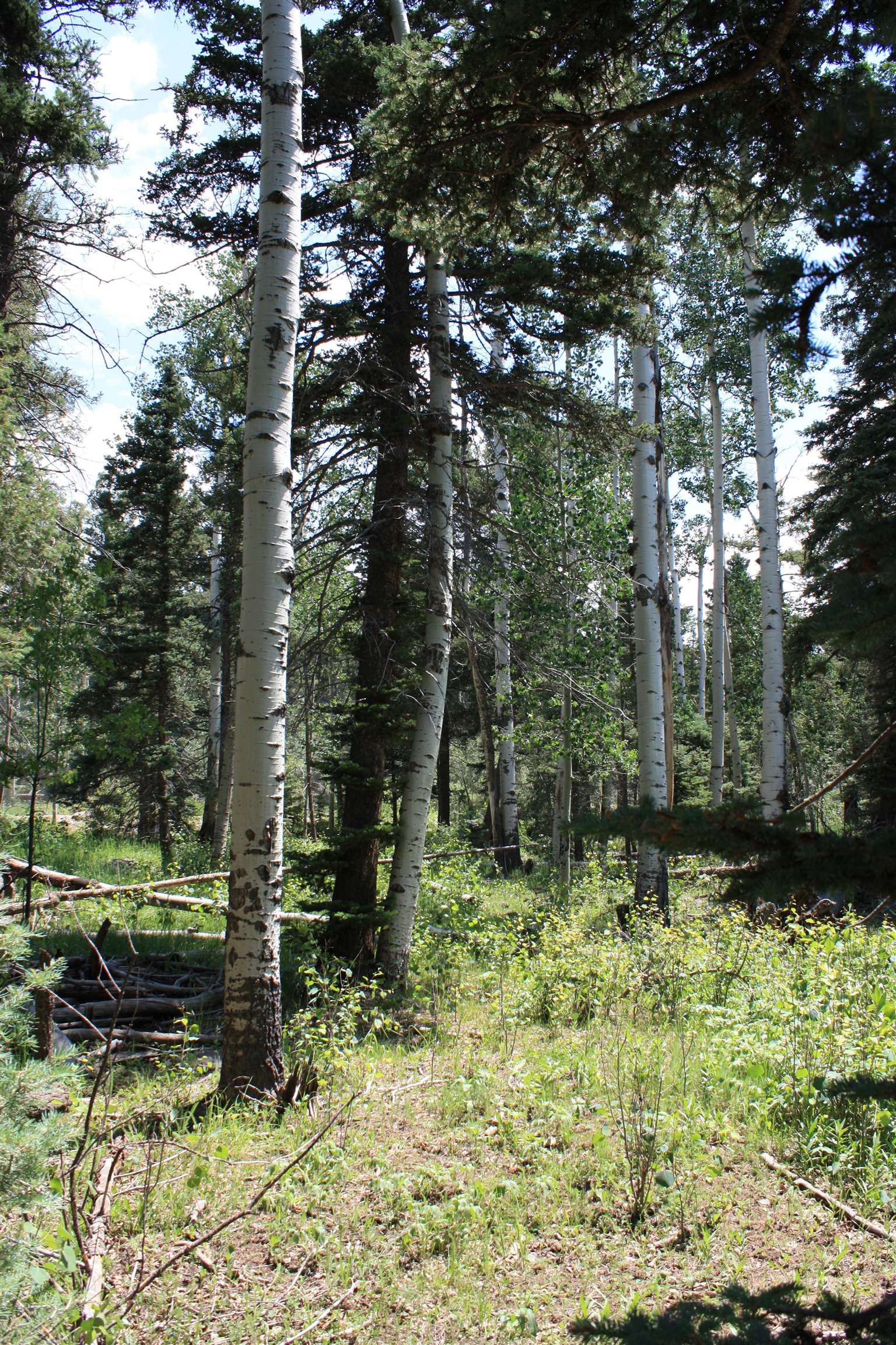Angel Fire, New Mexico 87710, United States, ,Land,Active,170658