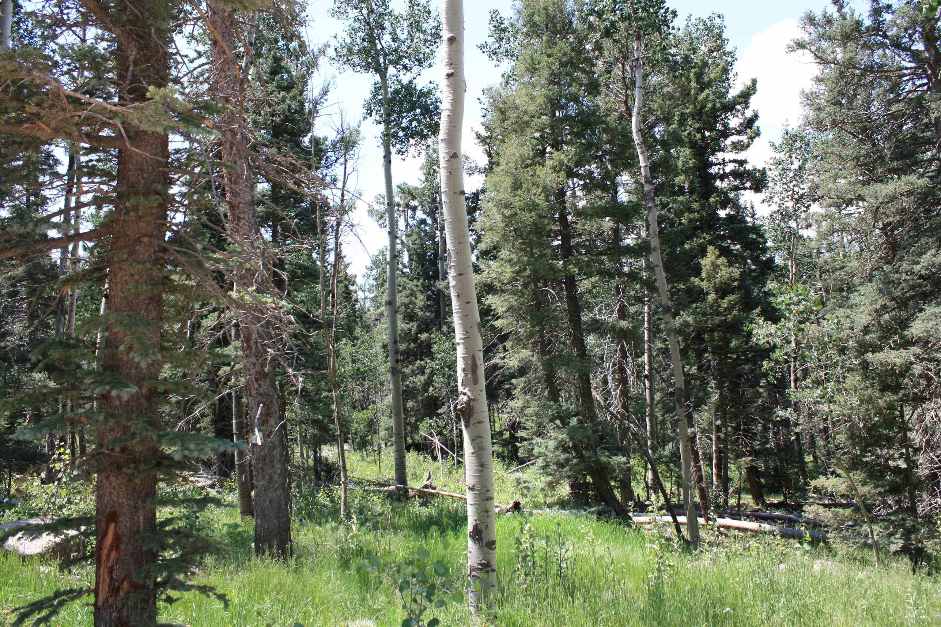 Angel Fire, New Mexico 87710, United States, ,Land,Active,170658