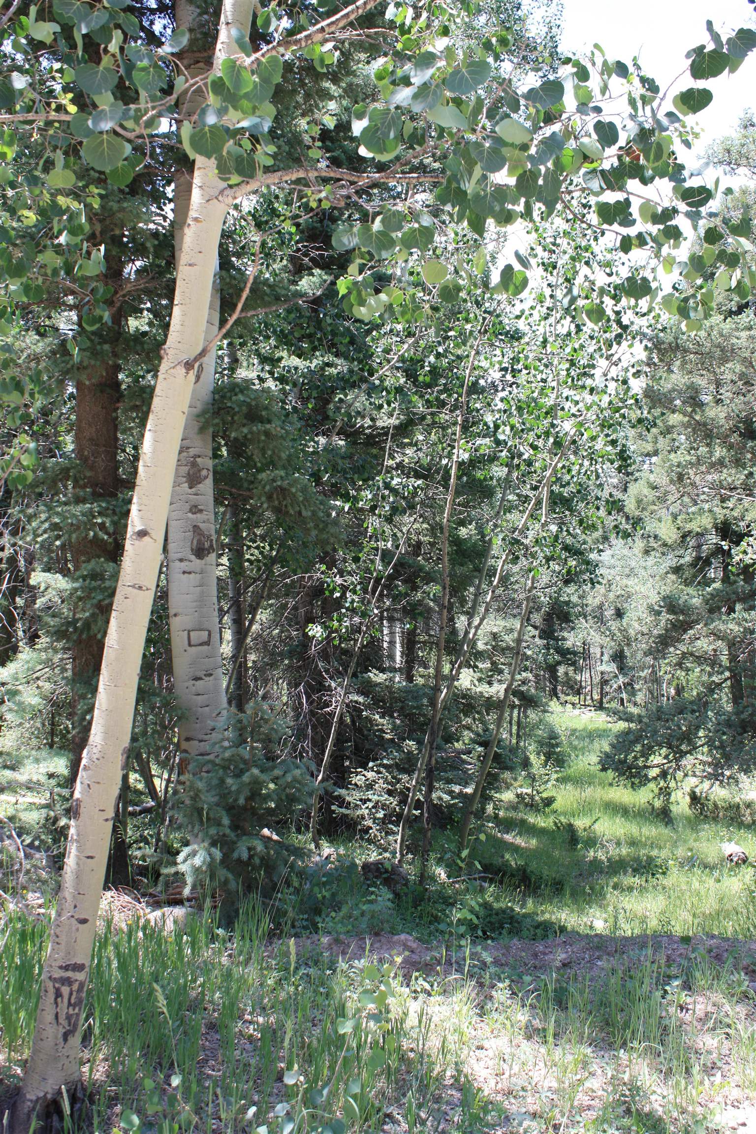 Angel Fire, New Mexico 87710, United States, ,Land,Active,170658