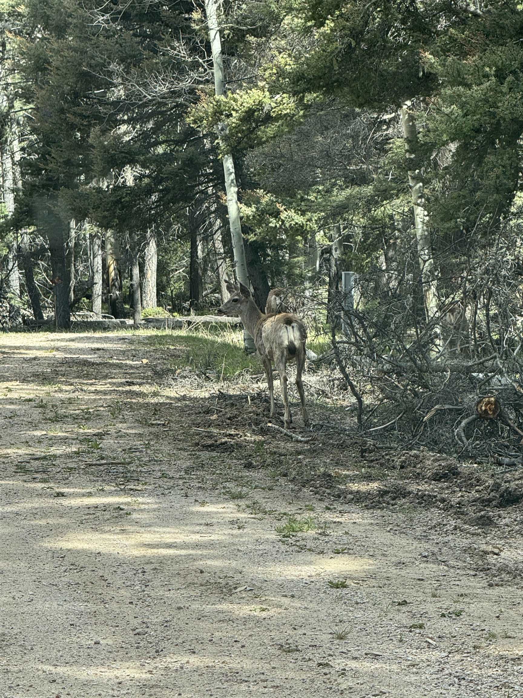 TBD Apache Circle, Angel Fire, New Mexico image 11