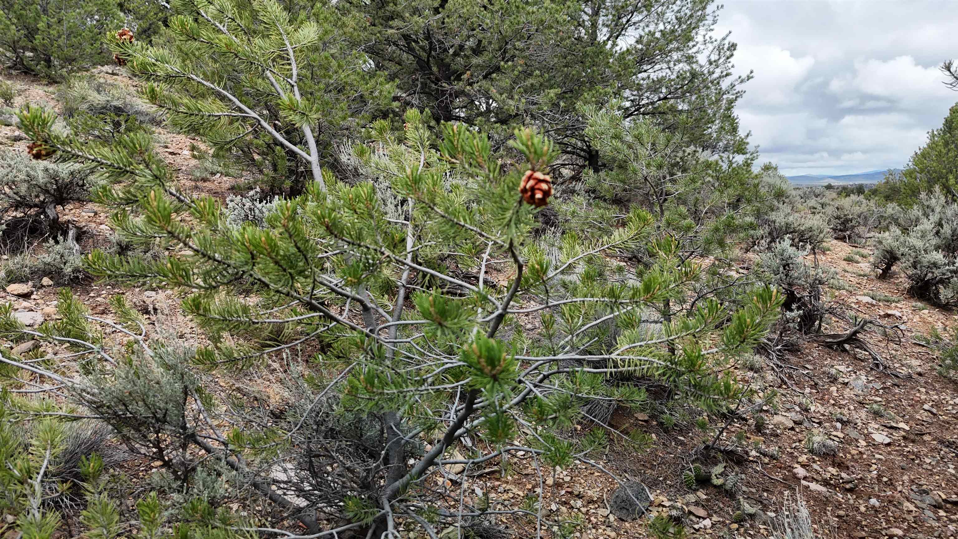Unk Sandia Canyon Rd, Arroyo Hondo, New Mexico image 17