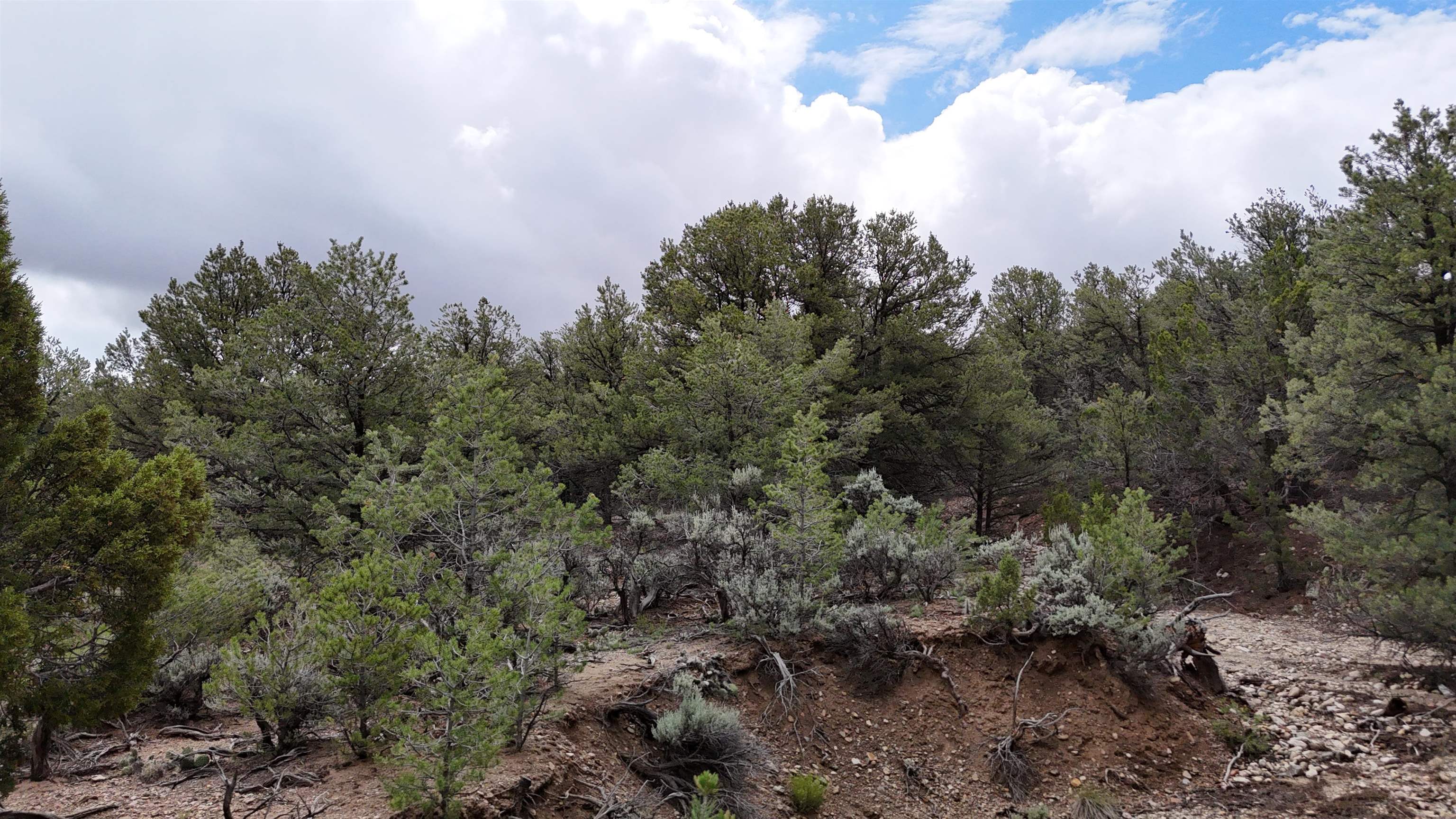 Unk Sandia Canyon Rd, Arroyo Hondo, New Mexico image 20