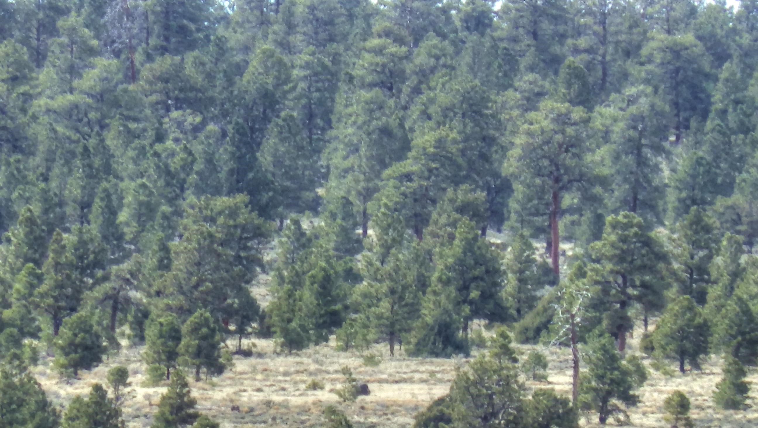 000 Forest Road 118, Tres Piedras, New Mexico image 8