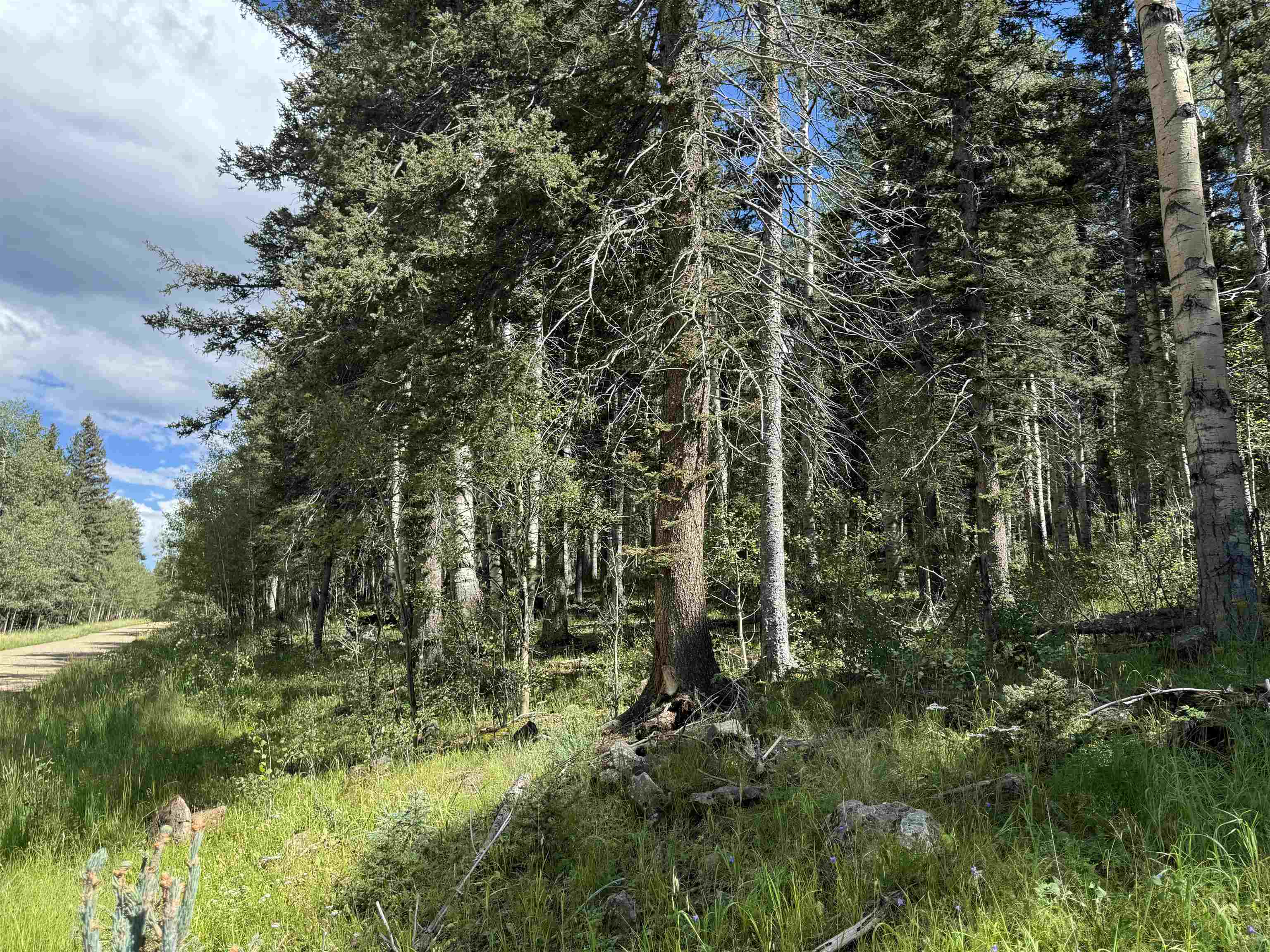 Lot 23 Elk Ridge Road, Angel Fire, New Mexico image 1