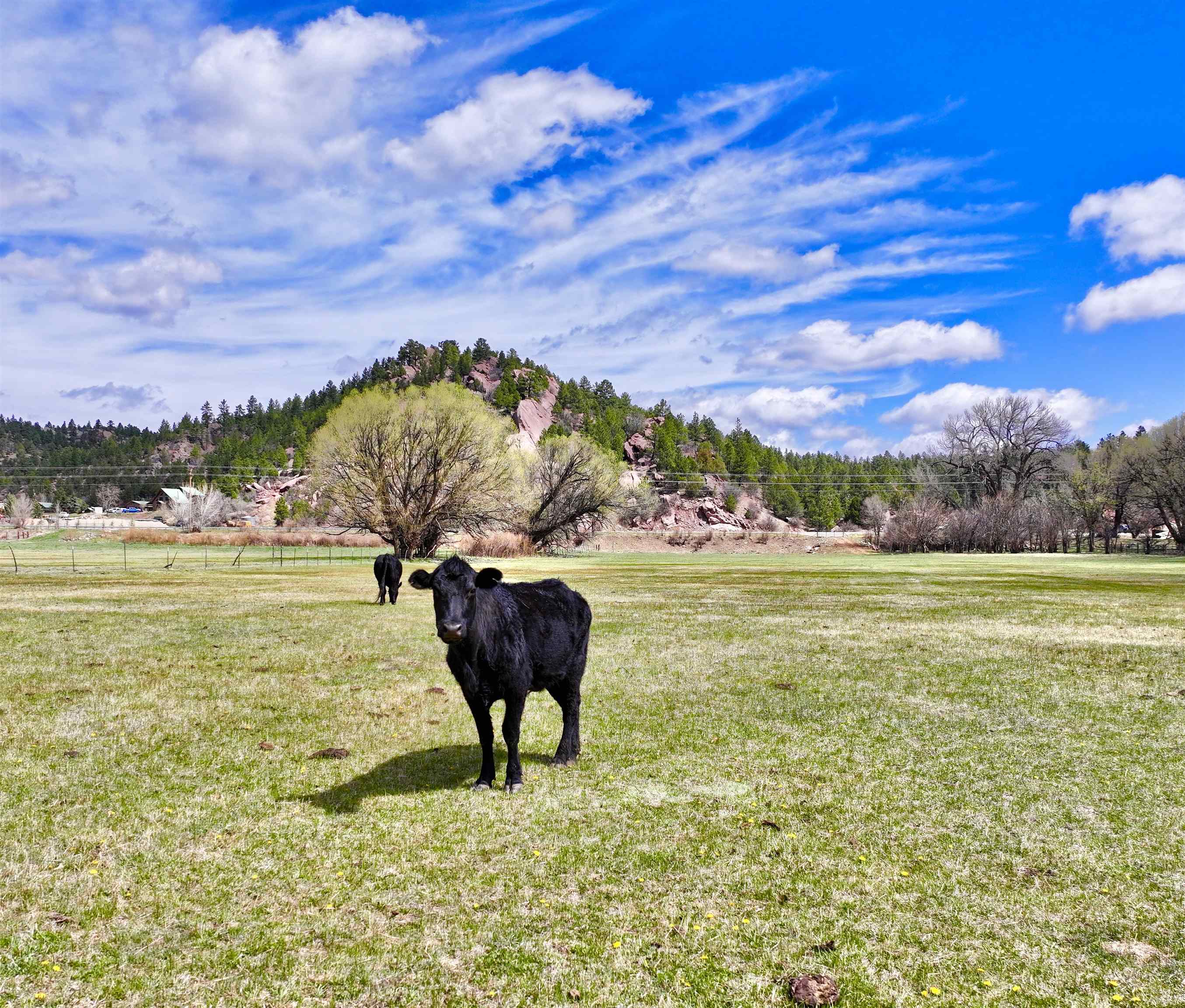 00 State Road 518, Mora, New Mexico image 5