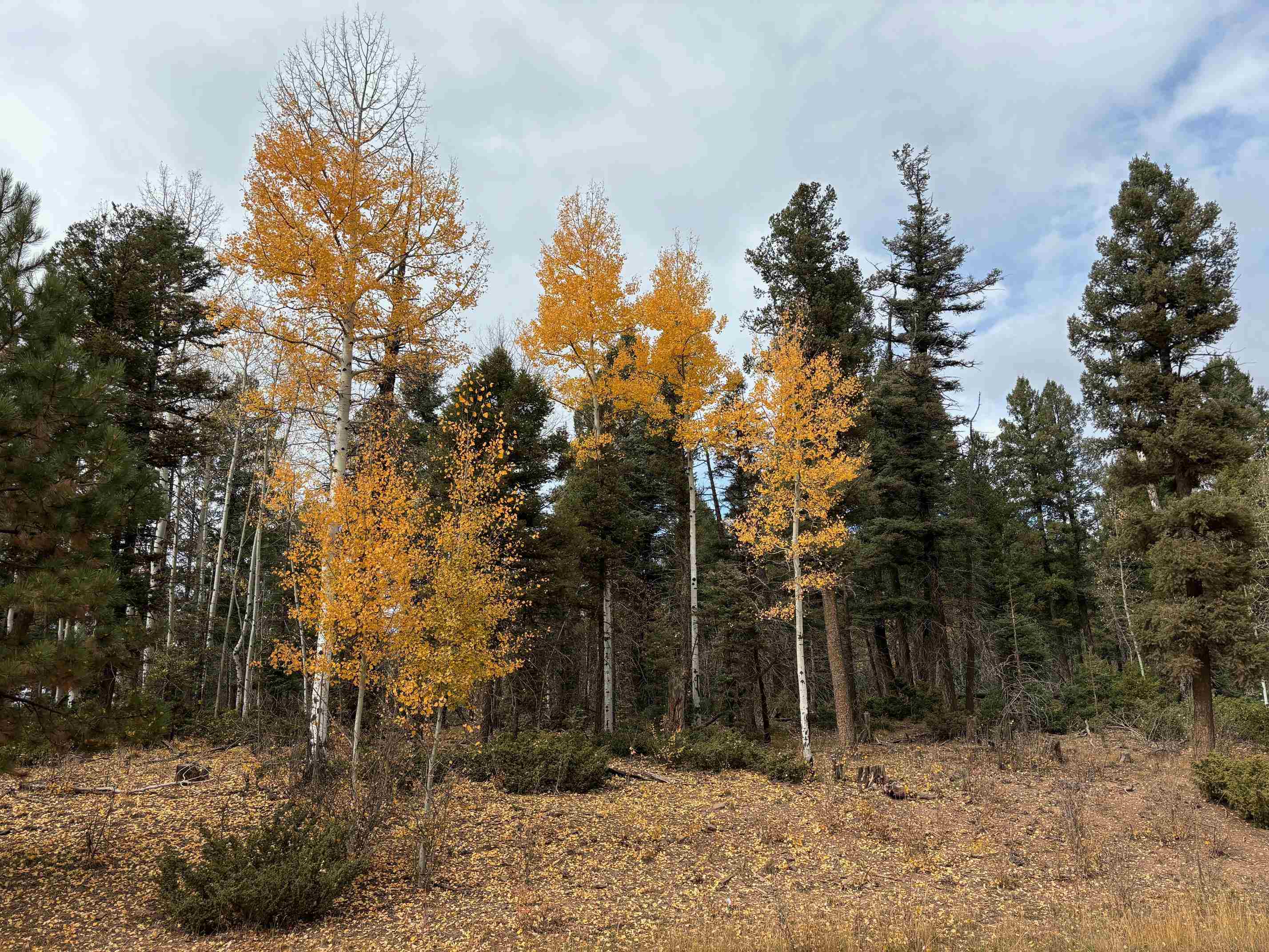 TBD Royal Ave, Angel Fire, New Mexico image 11