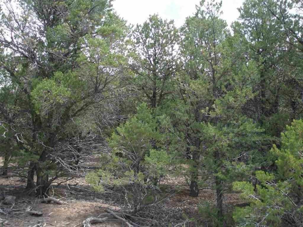 61 Upper Penabete, Questa, New Mexico image 6