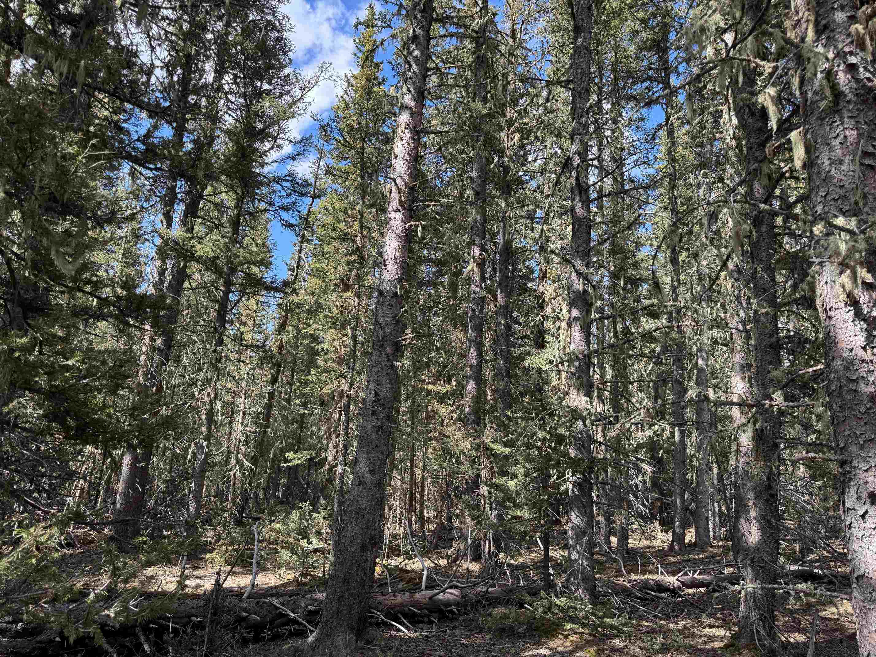 Lot 74 Happy Way, Angel Fire, New Mexico image 14