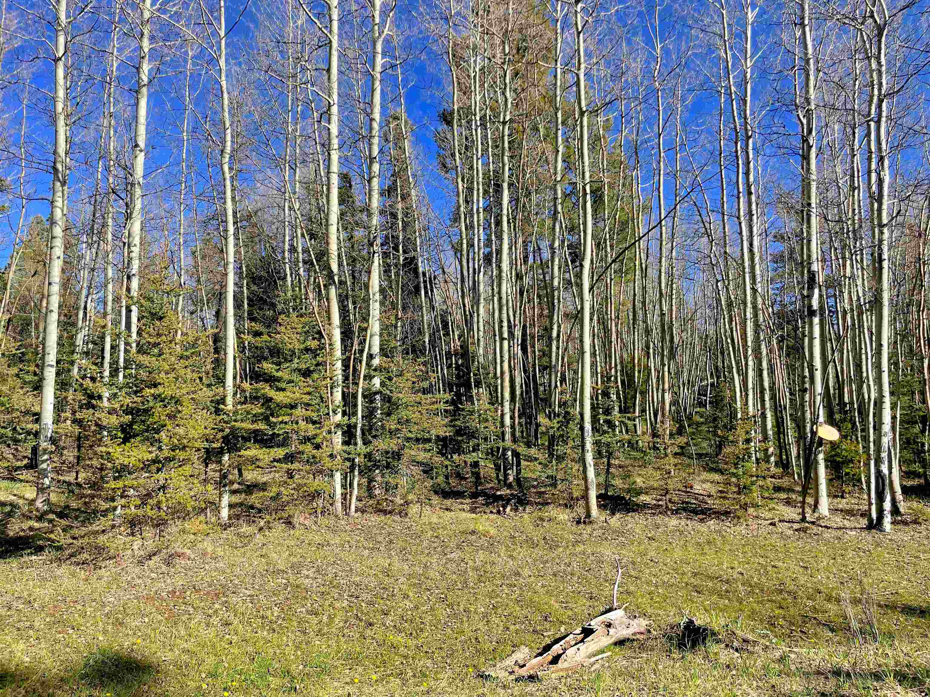2 Acres Off Quail Ridge, Angel Fire, New Mexico image 16