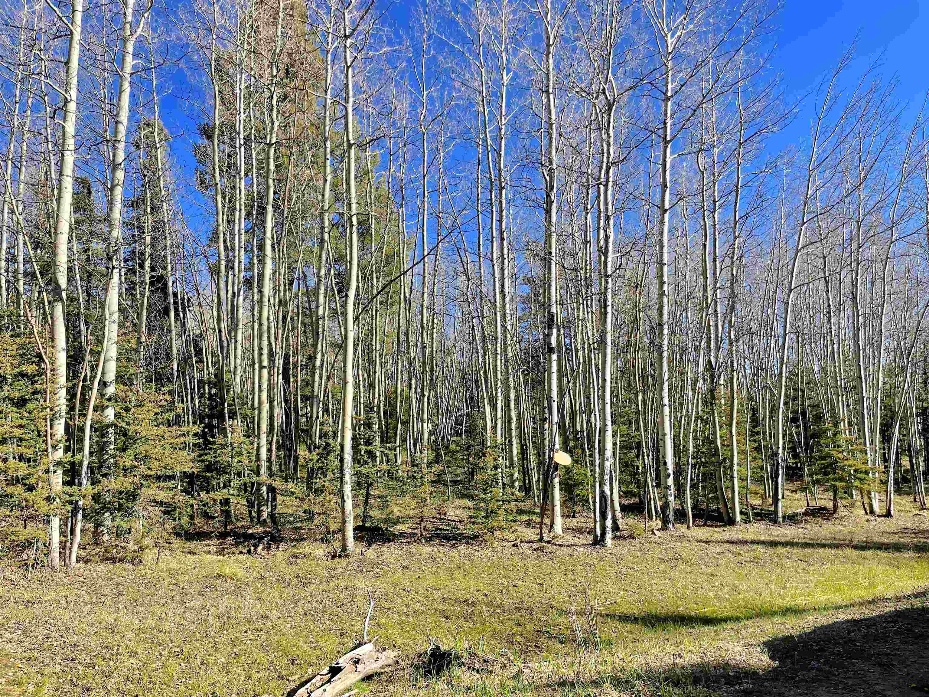 2 Acres Off Quail Ridge, Angel Fire, New Mexico image 17