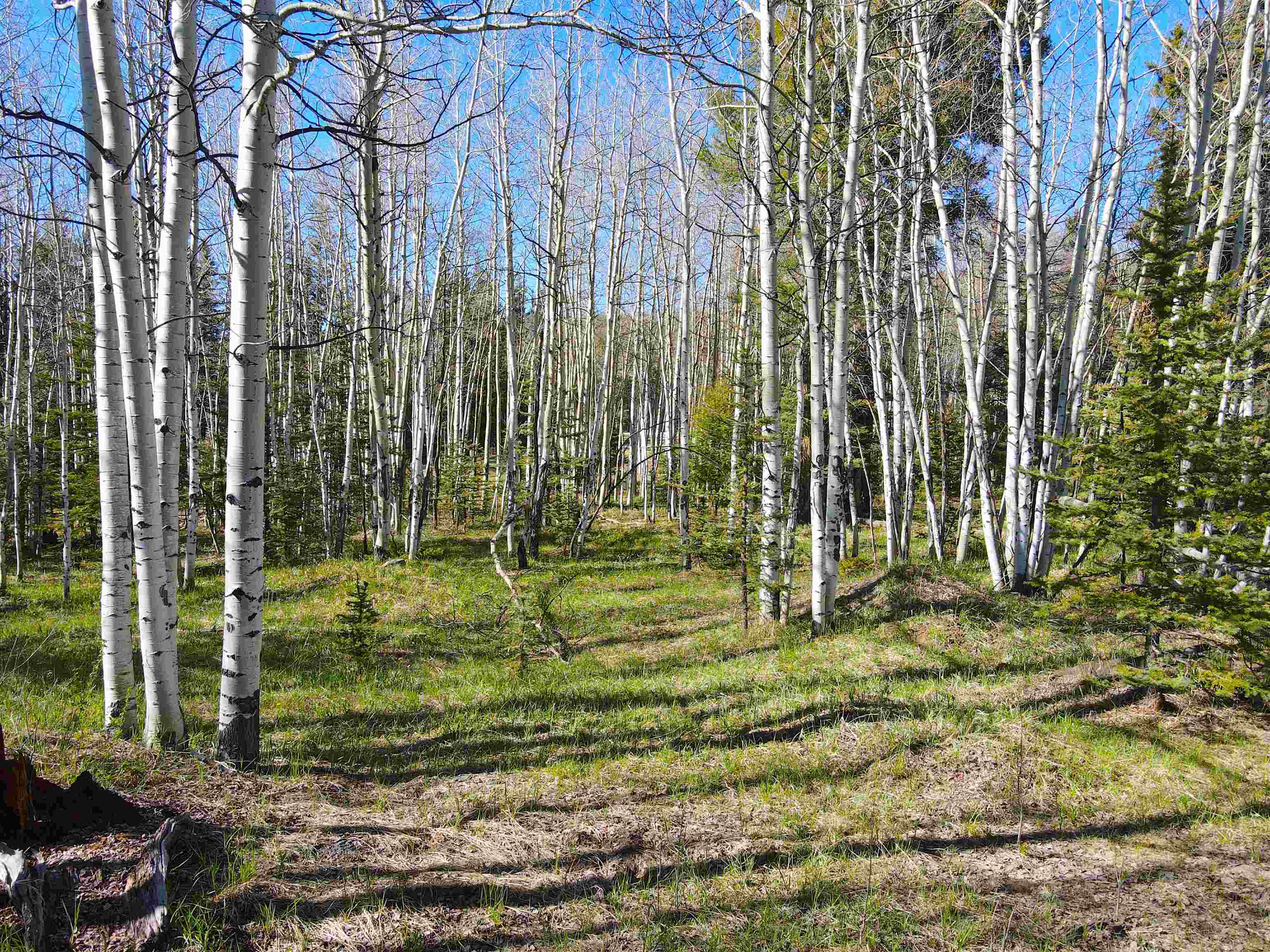 2 Acres Off Quail Ridge, Angel Fire, New Mexico image 7