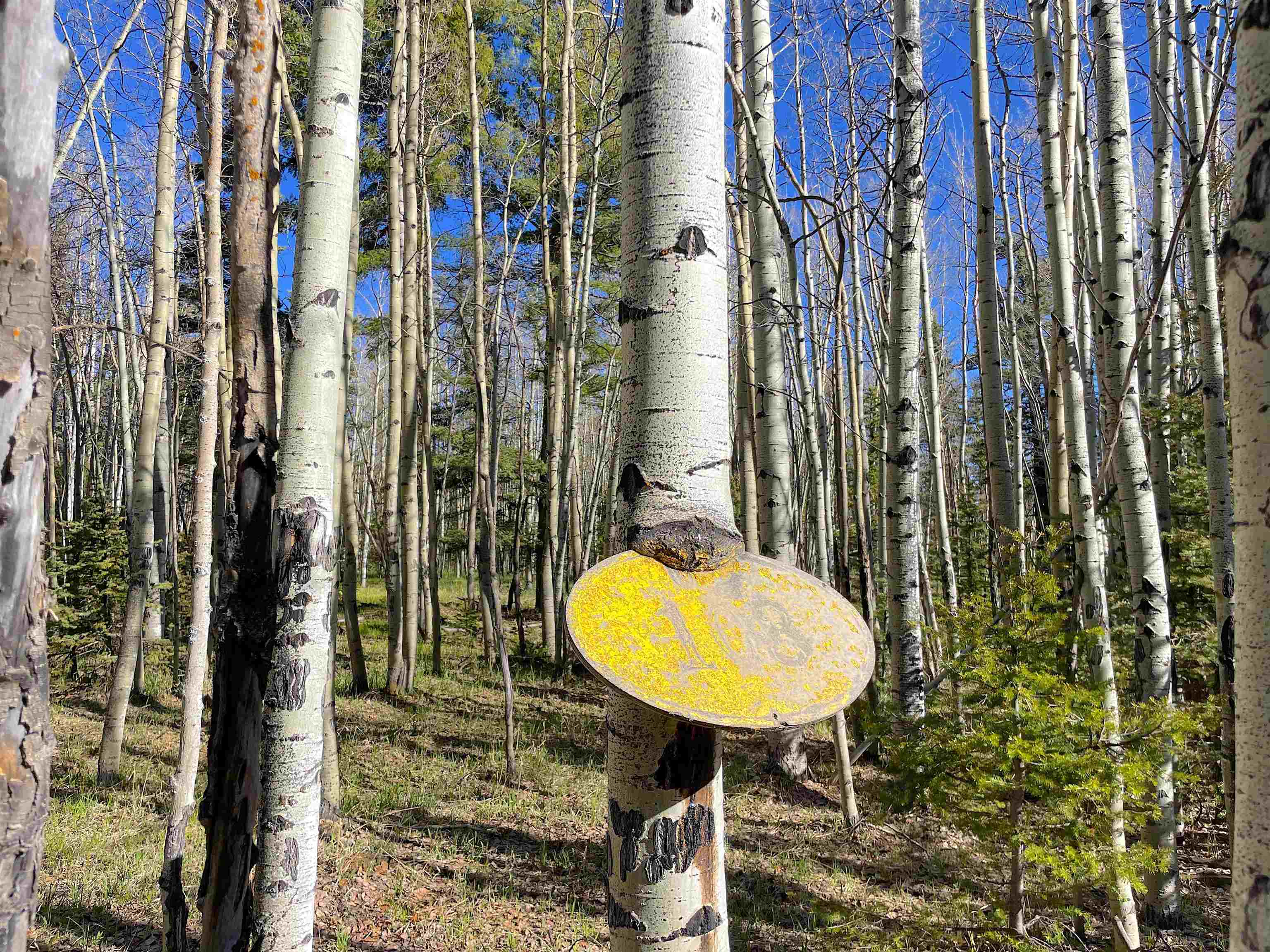 2 Acres Off Quail Ridge, Angel Fire, New Mexico image 15