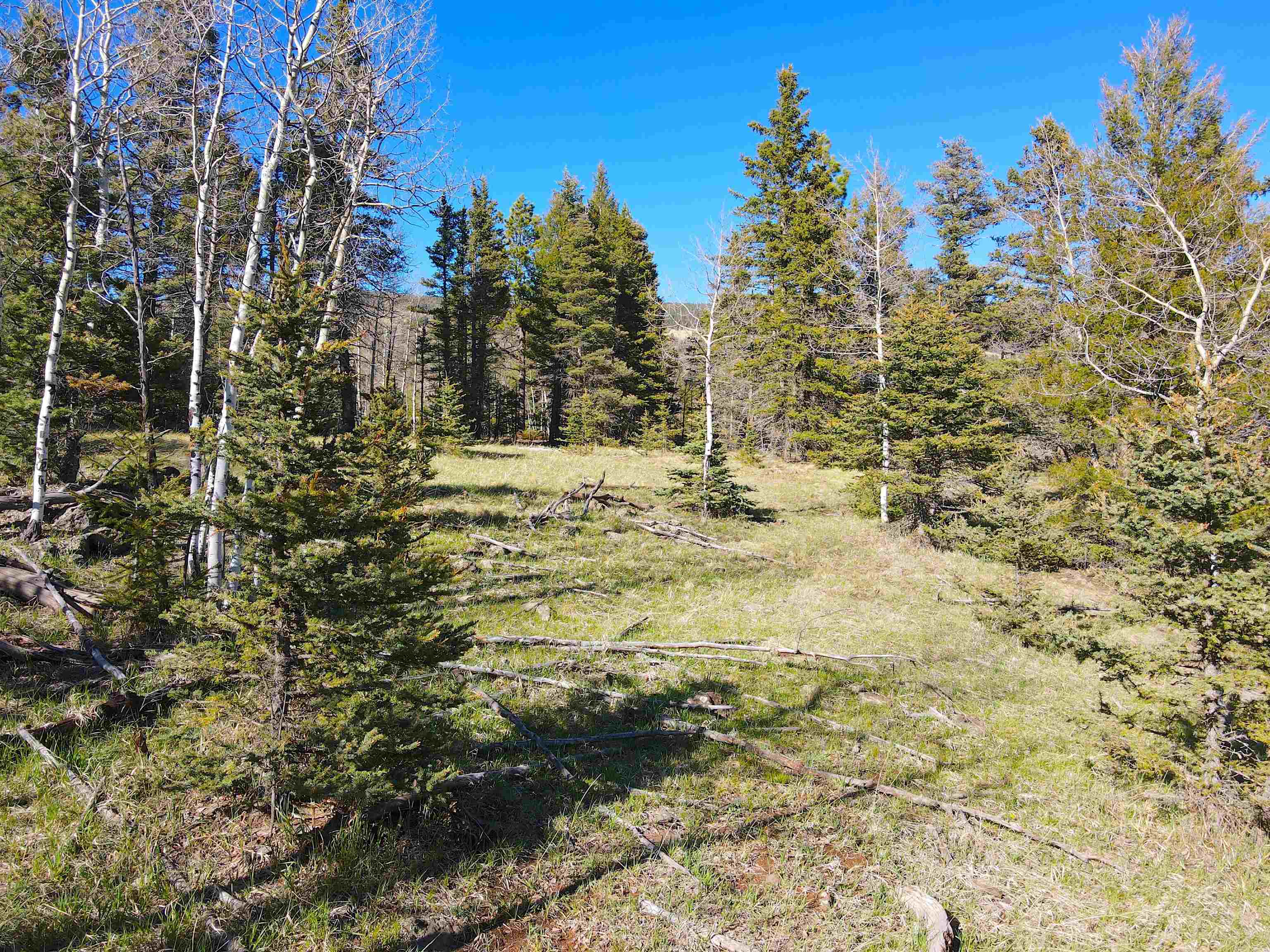 2 Acres Off Quail Ridge, Angel Fire, New Mexico image 11