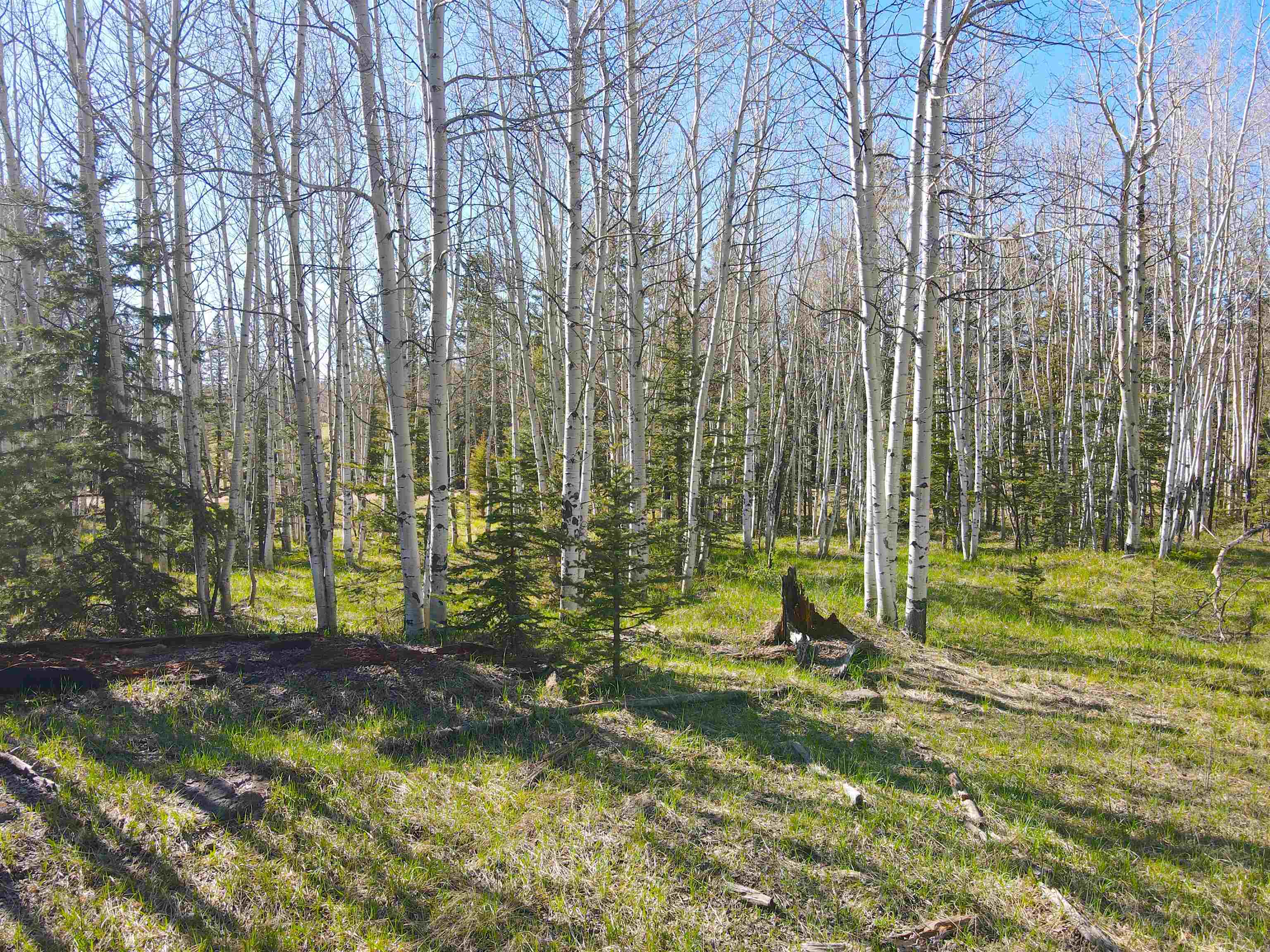 2 Acres Off Quail Ridge, Angel Fire, New Mexico image 8
