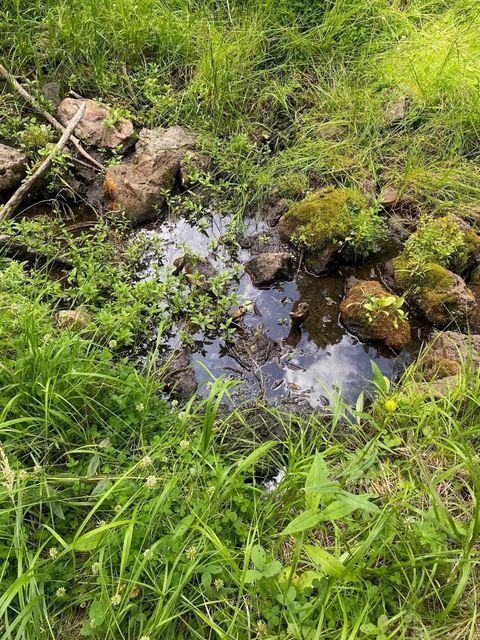 Photo of lot 83 Elk Horn, Black Lake, NM 87710 (MLS # 110601)